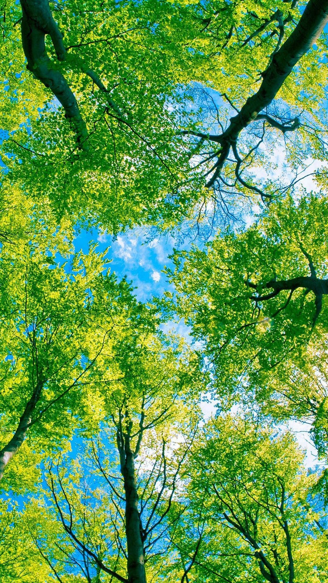 1080x1920 Looking Up At Green Trees Android Wallpaper
