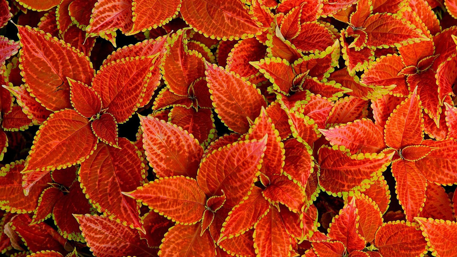 1920x1080 Red leaves