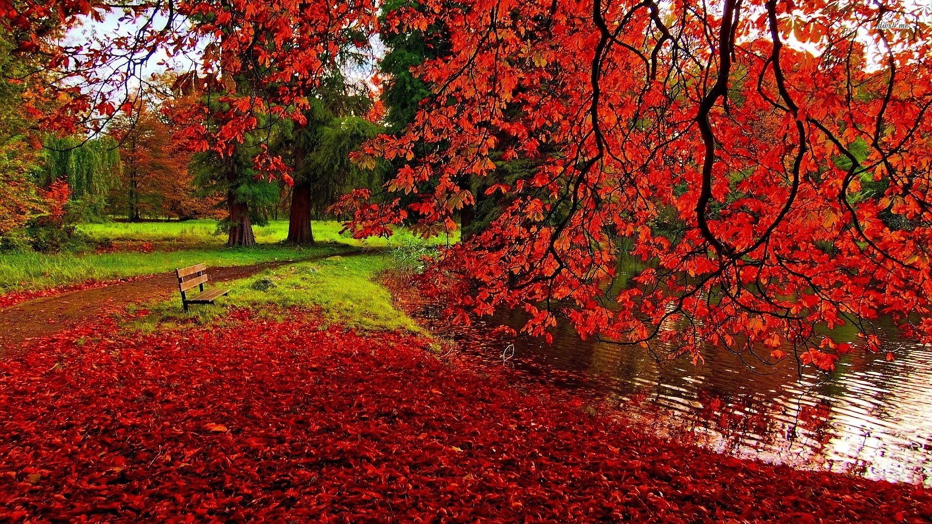1920x1080 Red Leaves Wallpaper