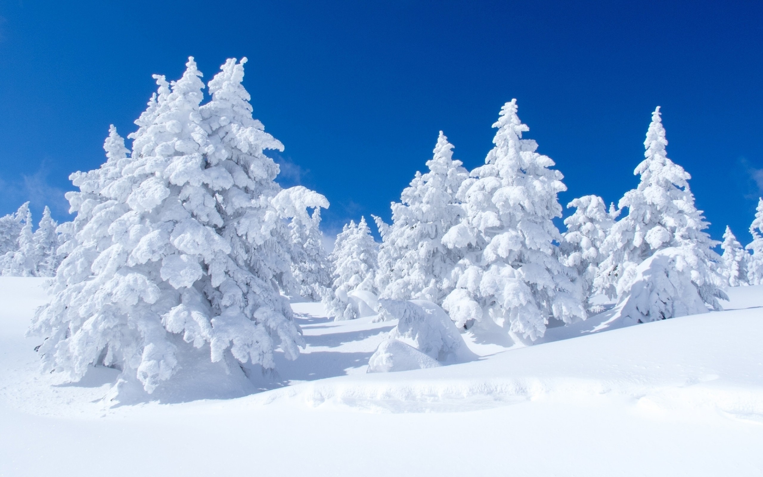 2560x1600 Snowy pine trees