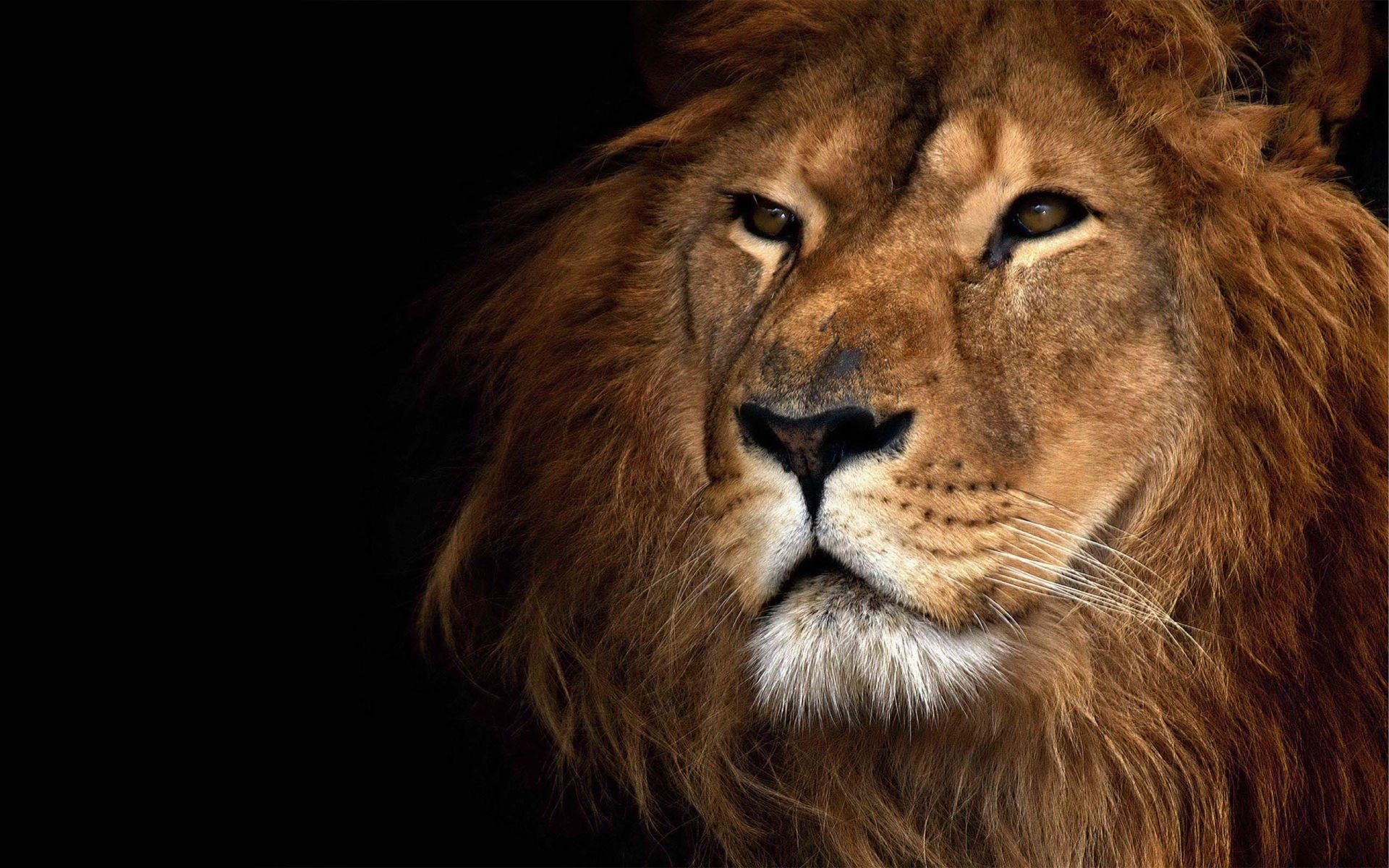 1920x1200 Lion Face Wallpaper | HD Animals and Birds Wallpaper Free Download ...