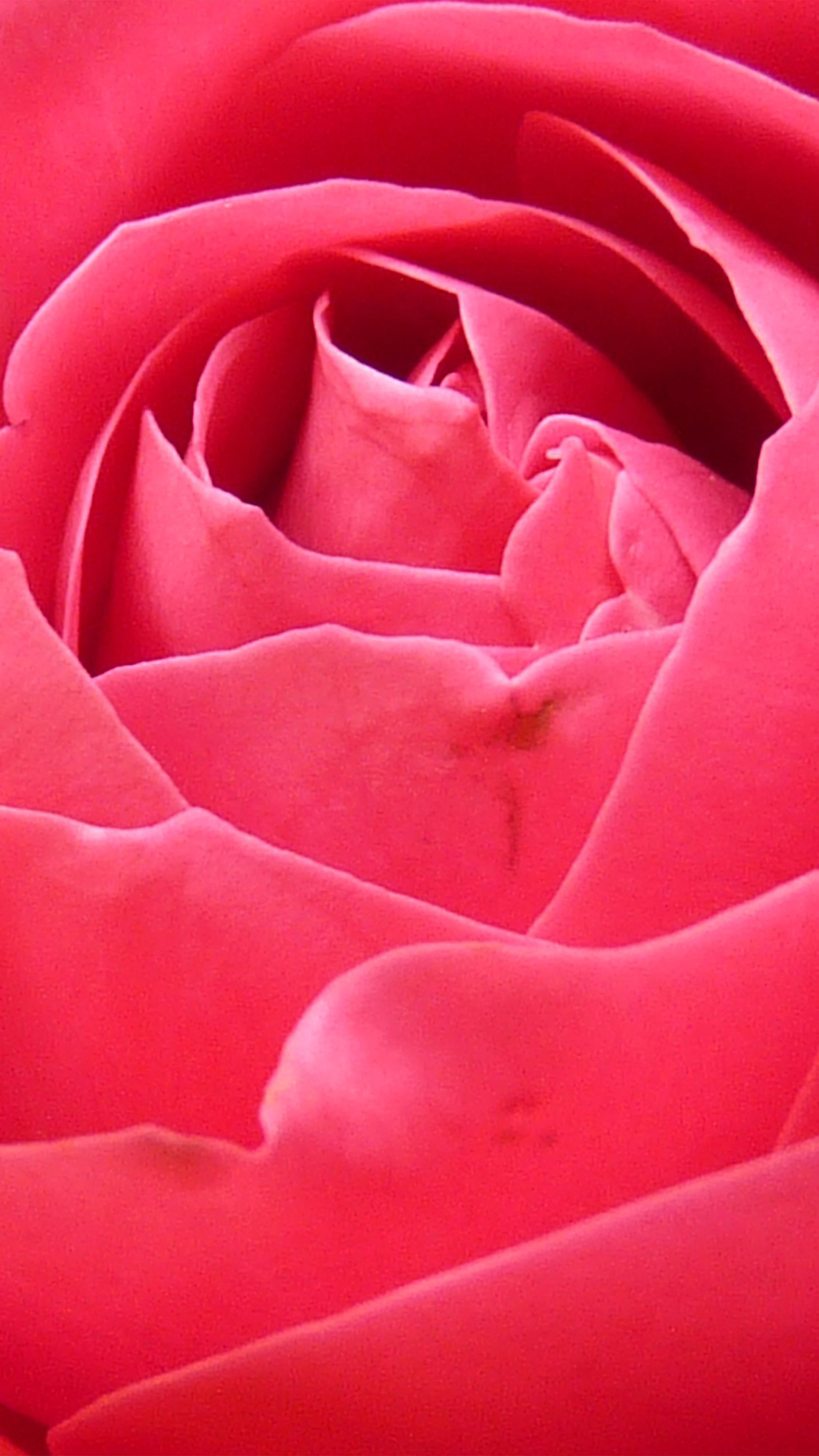 1242x2208 Pink Rose Petals Close Up Flowers iPhone 6+ HD Wallpaper ...