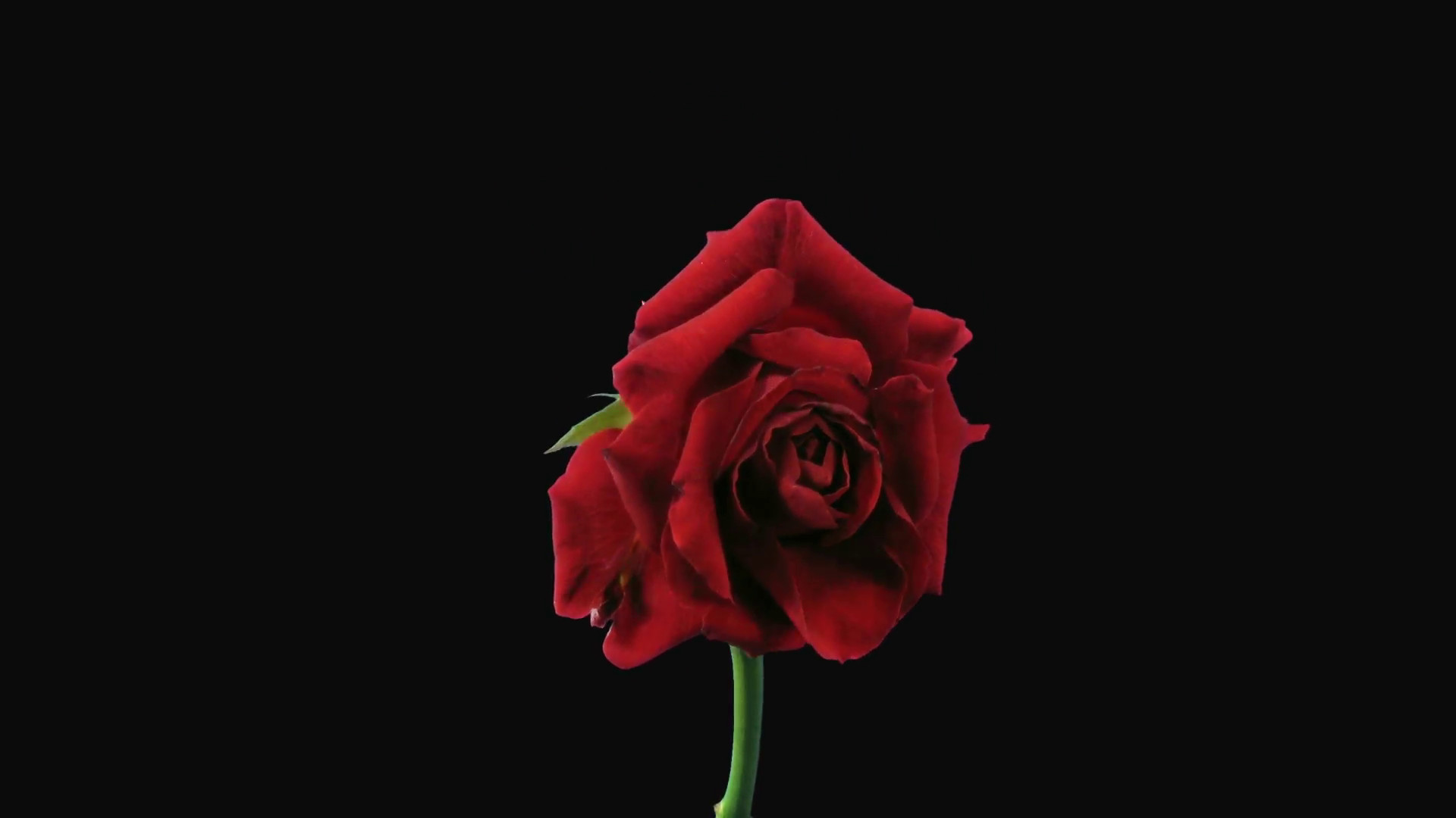 Red Rose IPhone Wallpaper (82+ images)