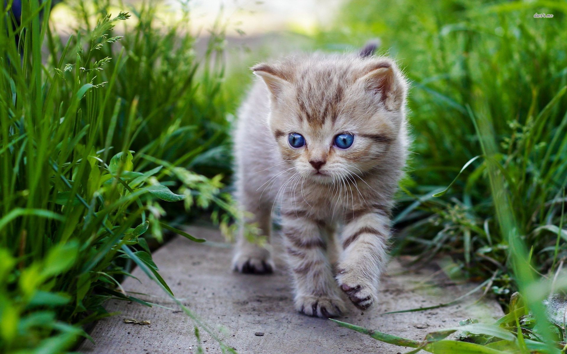 1920x1200 Cute Baby Cats Wallpapers Group (76+)