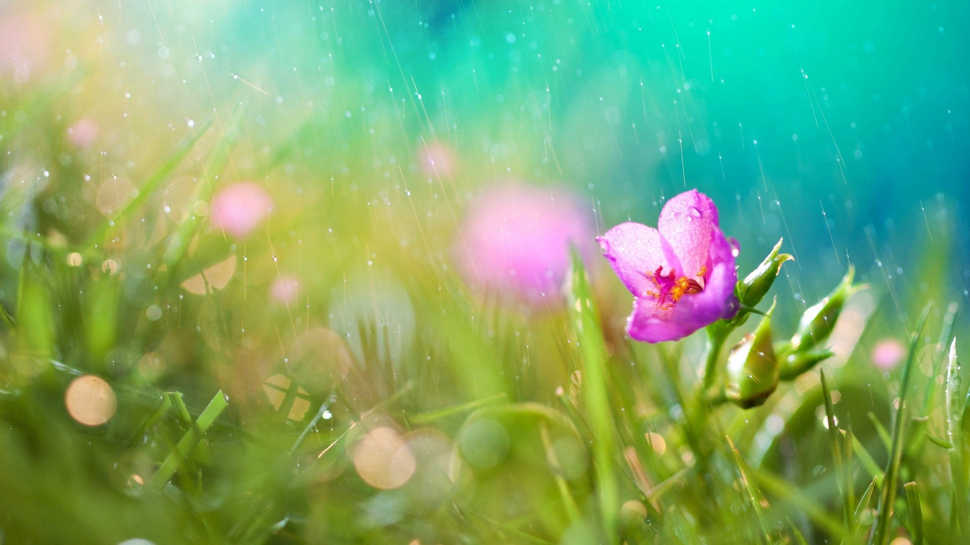 1920x1080 Beautiful Rainy Desktop Wallpapers | HD Wallpapers | Pictures | Images .