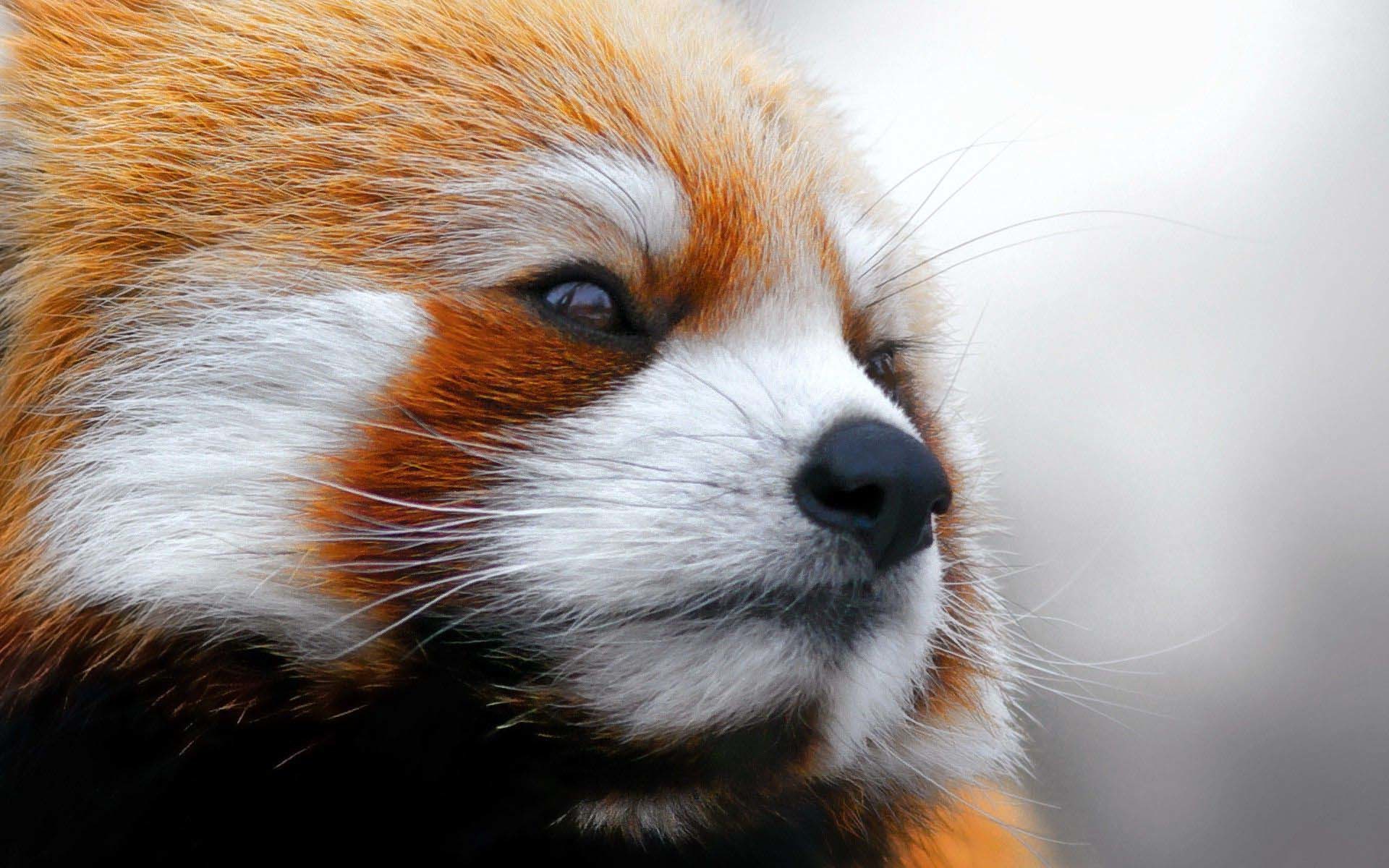 1920x1200 Red Panda Monday is back