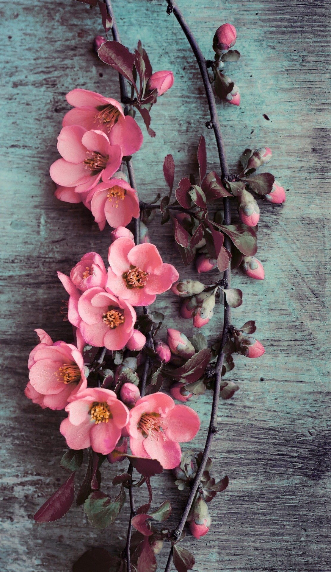 1113x1920 Wallpaper iPhone/beauty/pink flowers âª