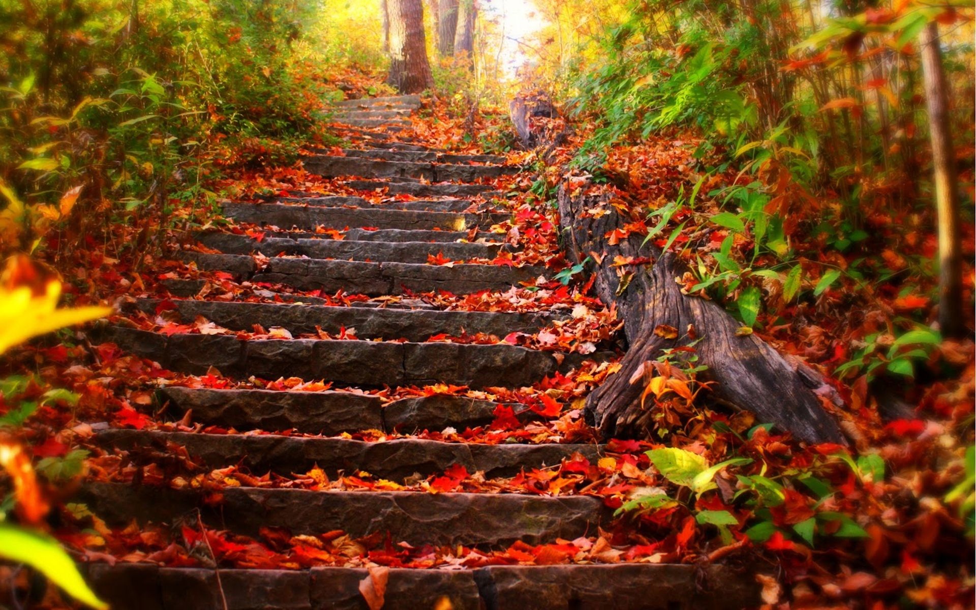 1920x1200 Nature Stairs On Autumn Leaf Nature Wallpaper Background