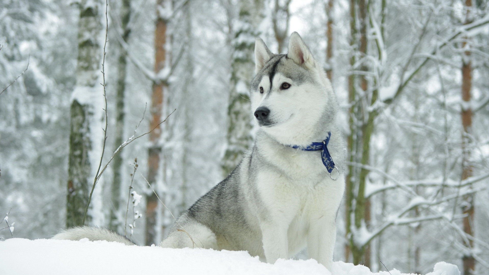 1920x1080 Animals___Dogs_Beautiful_Alaskan_Malamute_in_the_snow_048569_.jpg  (1920Ã1080) | Ð¥ Alaskan Malamute | Pinterest | Dog whisperer and Dog