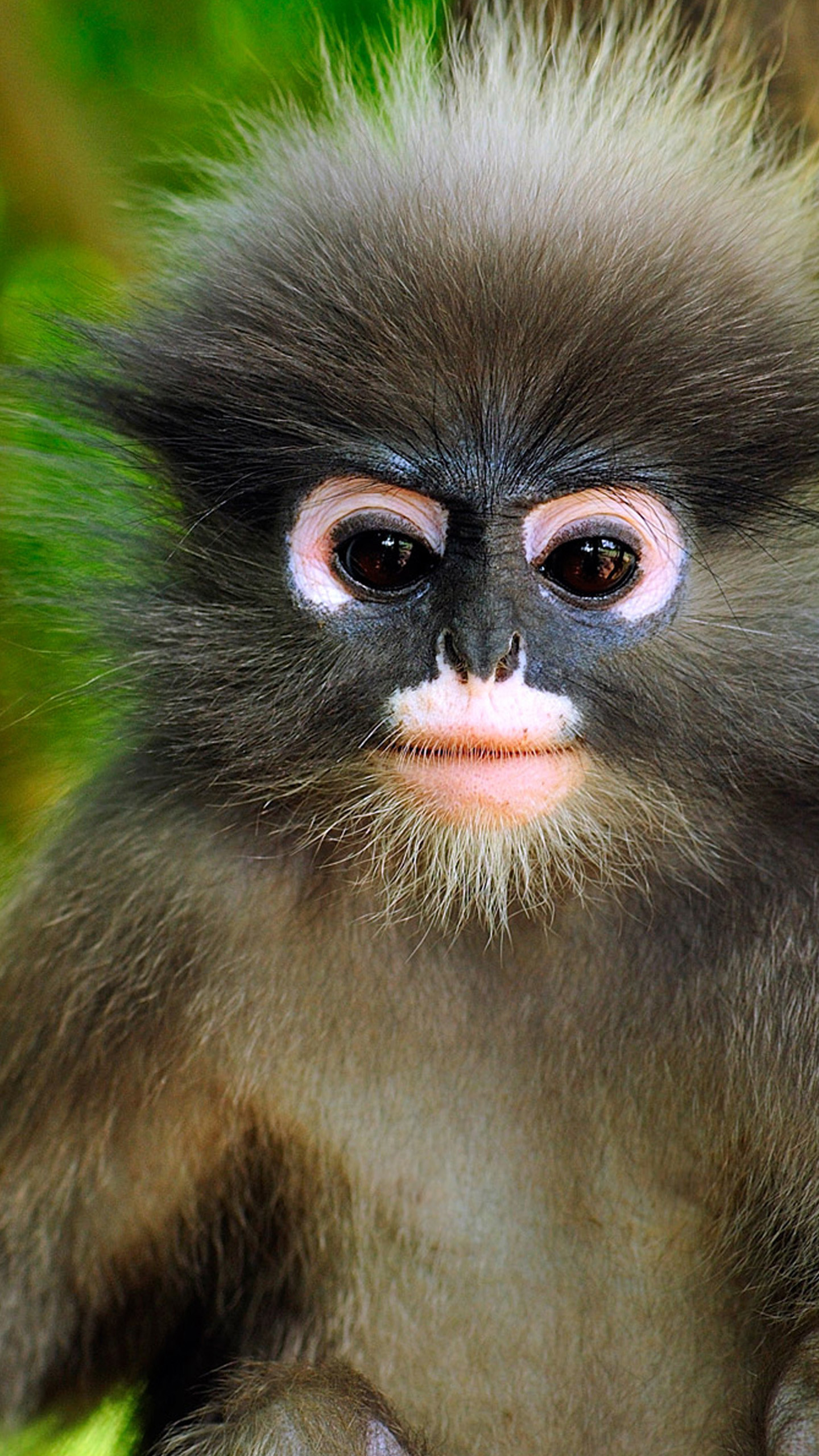 1440x2560 Friendly monkeys Galaxy S6 Wallpaper