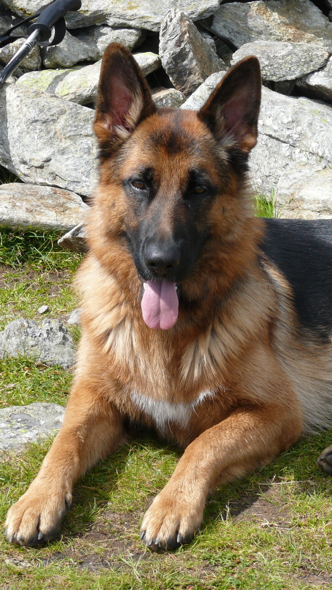 1080x1920 Animal German Shepherd Dogs Dog Heute. Wallpaper 691121