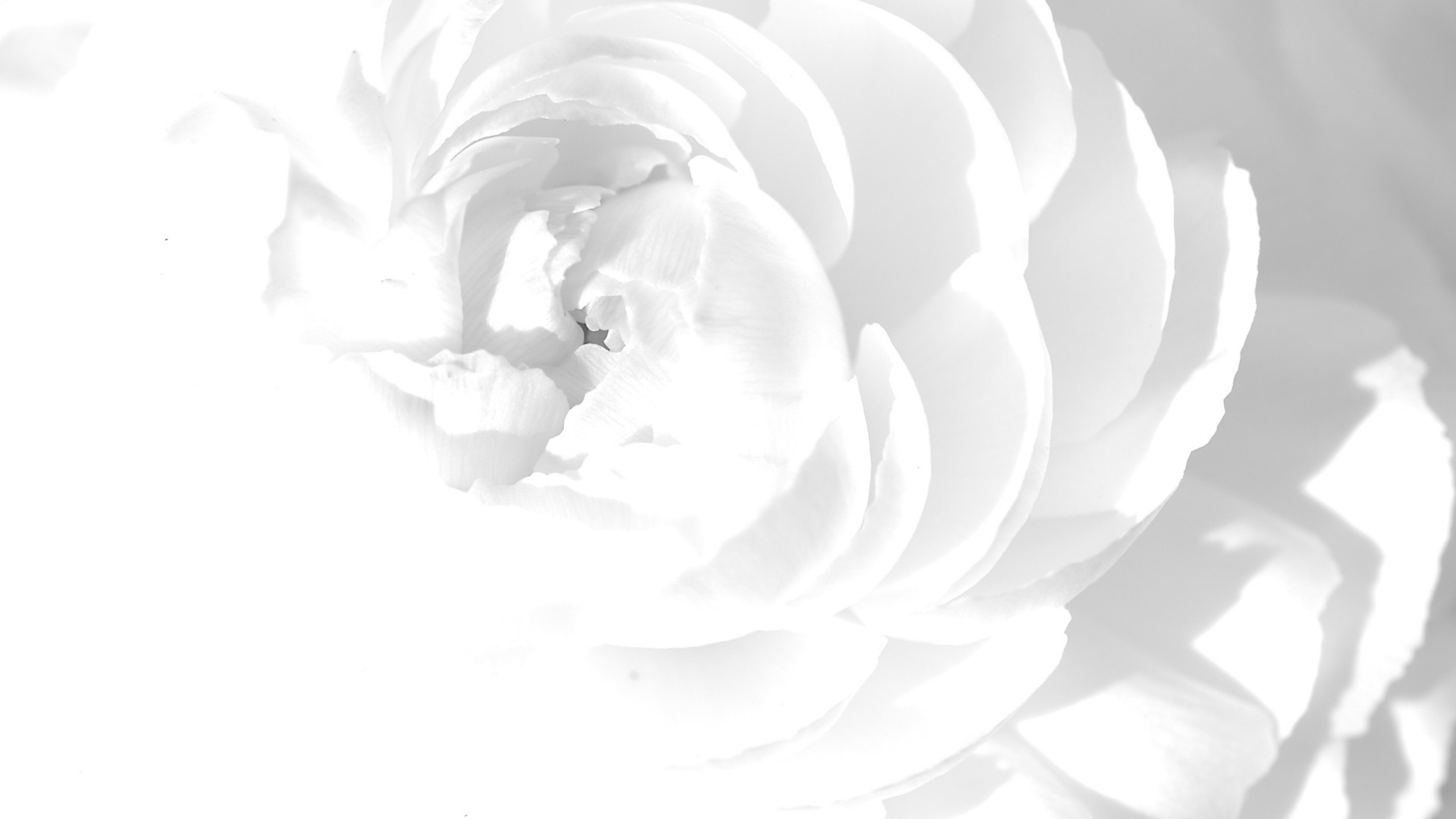 2560x1440 White Rose