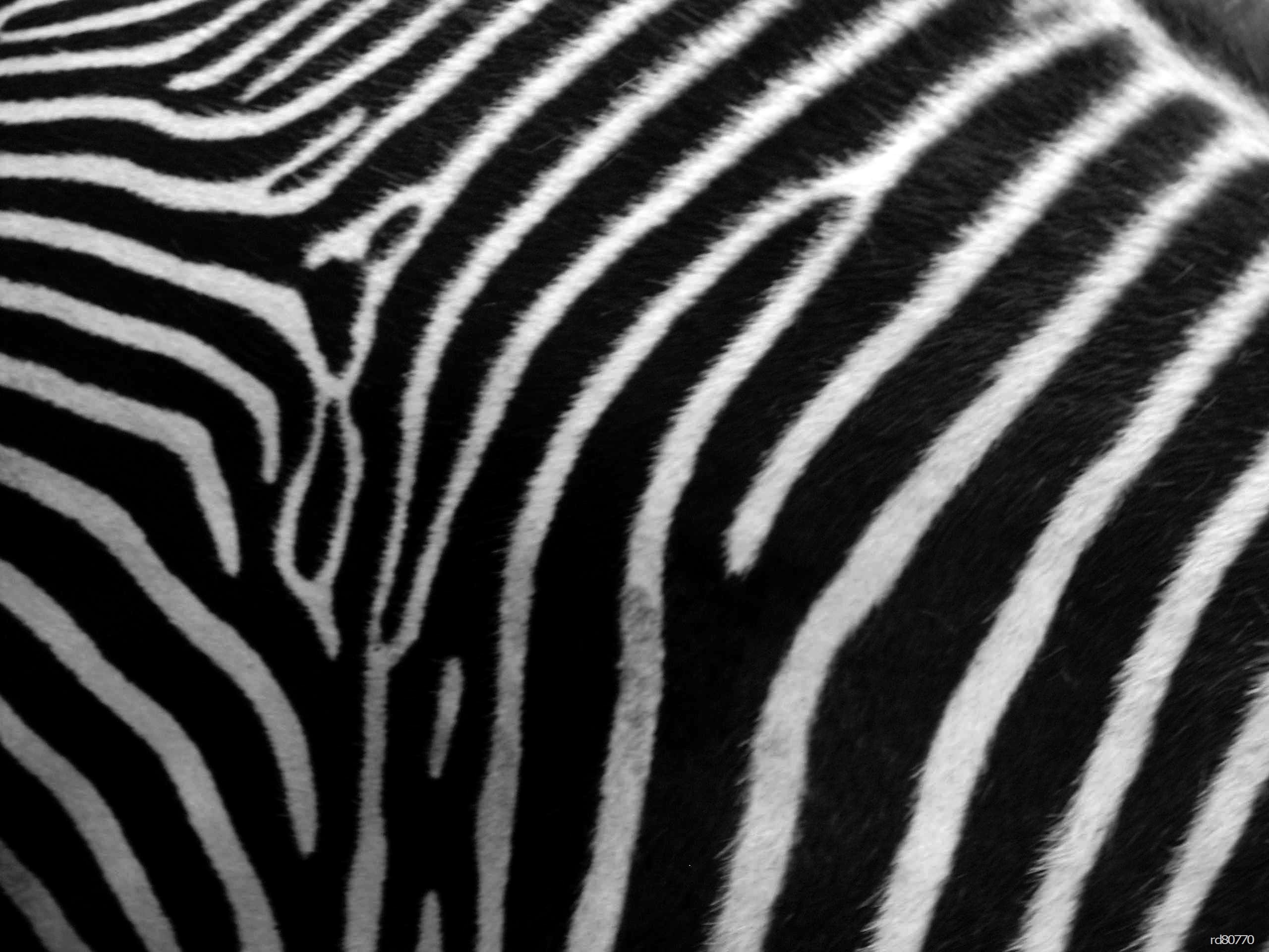 2560x1920 Download Animal Print Zebra Skin Phone Wallpaper | Full HD Wallpapers