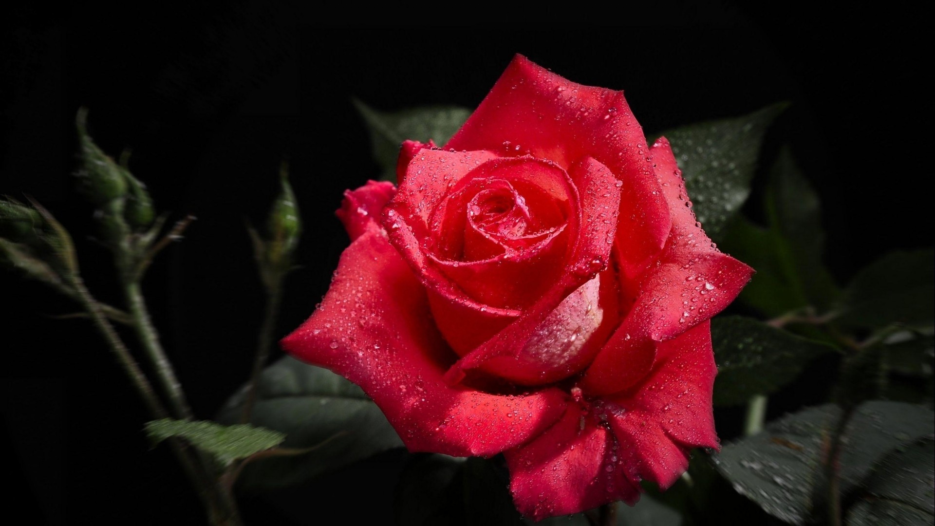 1920x1080 Rose Flower Images HD Wallpapers HD.