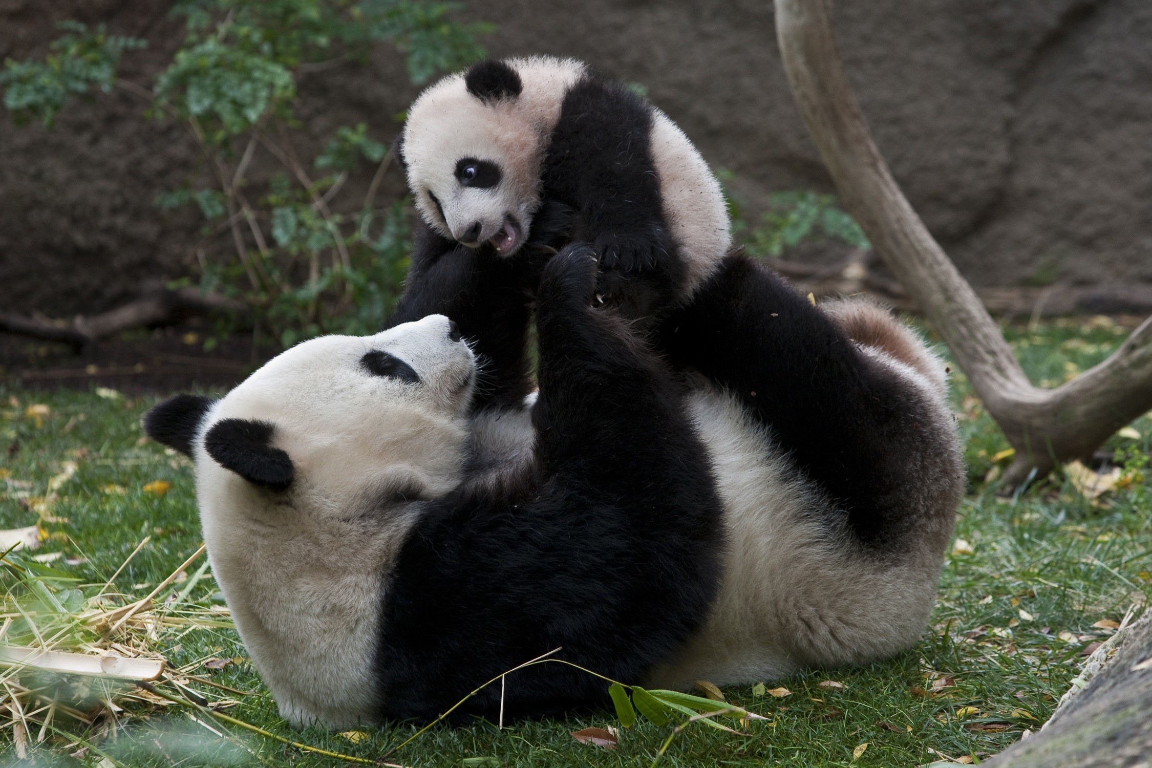 2250x1500 101 best Pandas images on Pinterest | Giant pandas, Baby pandas and Animals