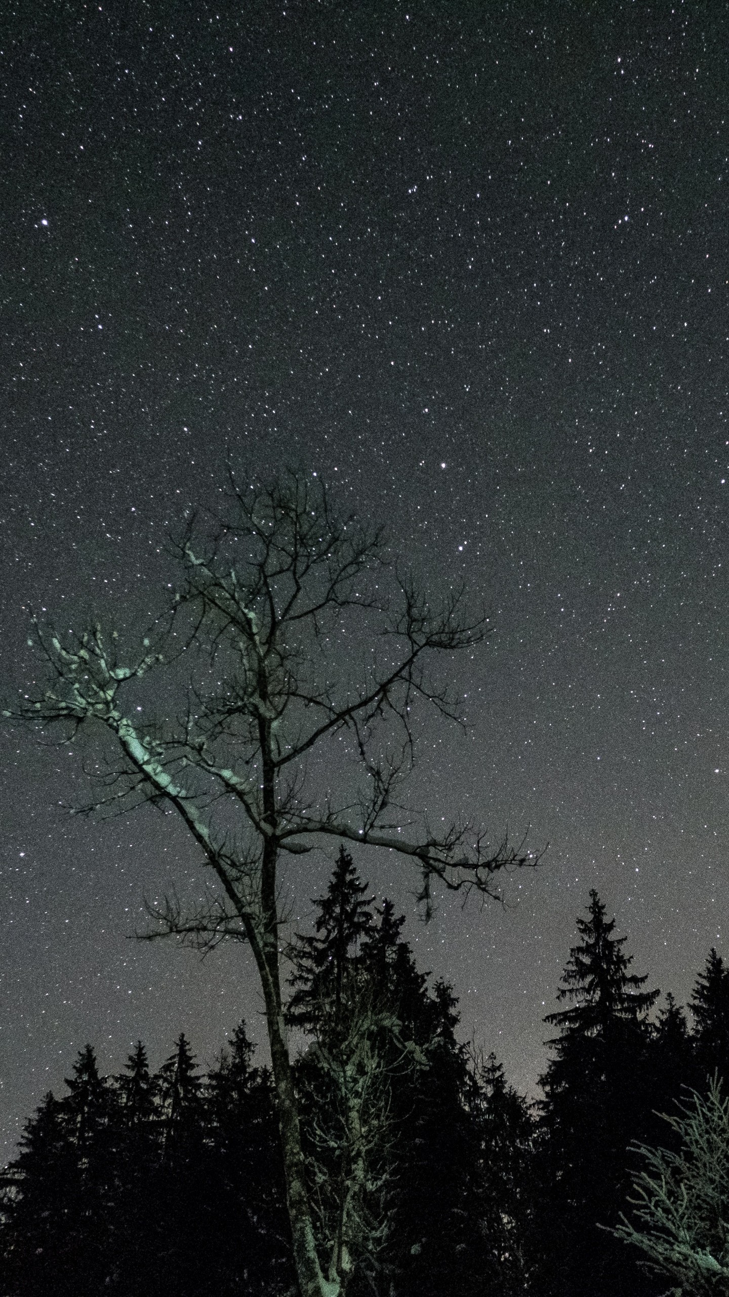 1440x2560 Preview wallpaper stars, night, sky, trees 
