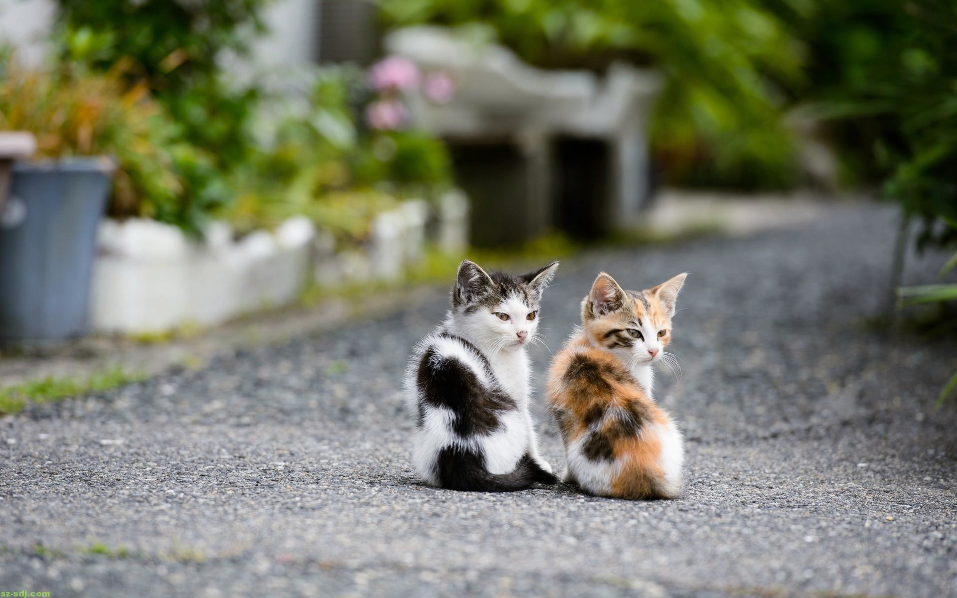 1920x1200 Adorable Cat Wallpapers Group (7)