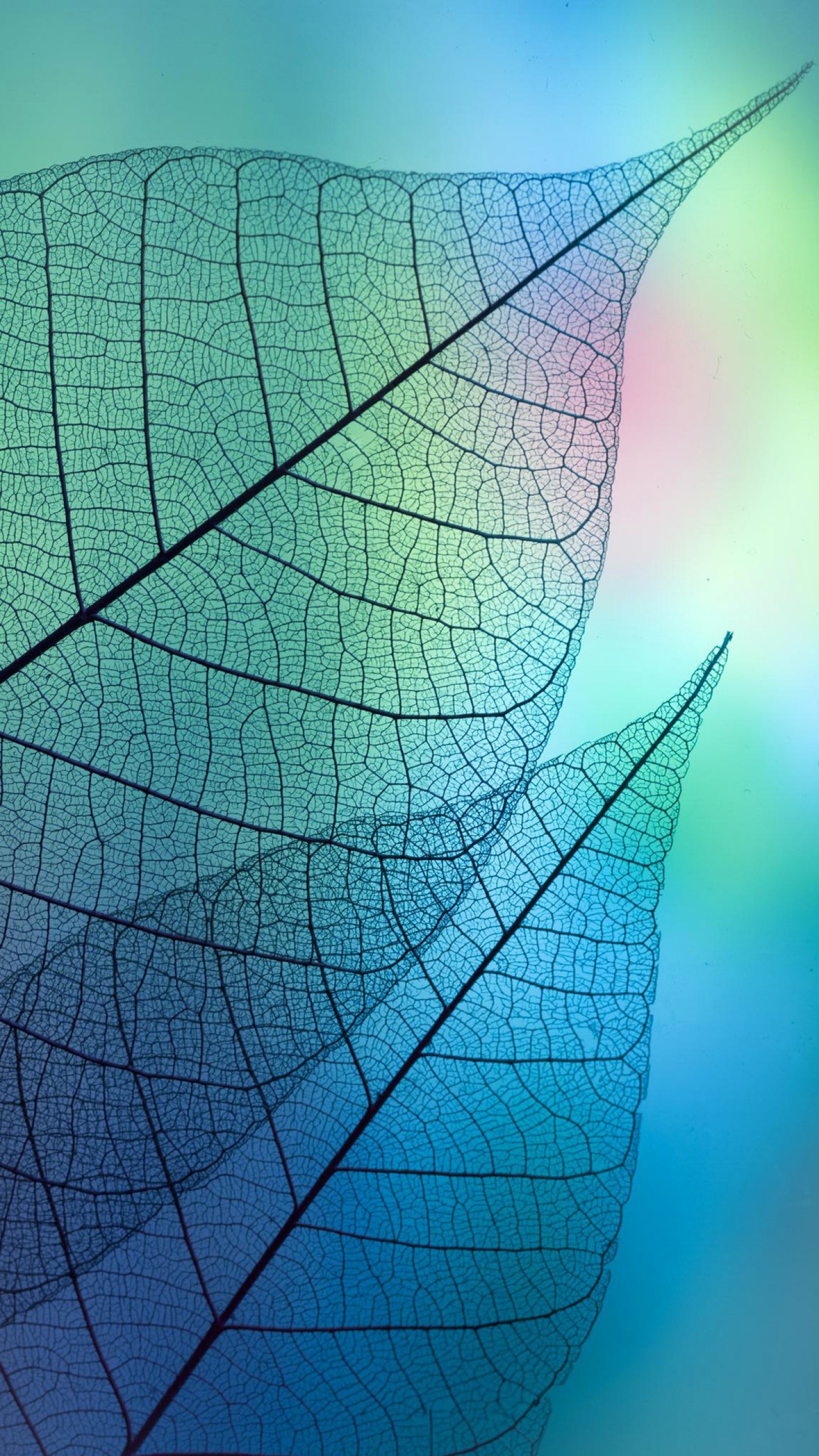 1440x2560 ... Leaf samples, Galaxy S7 wallpaper