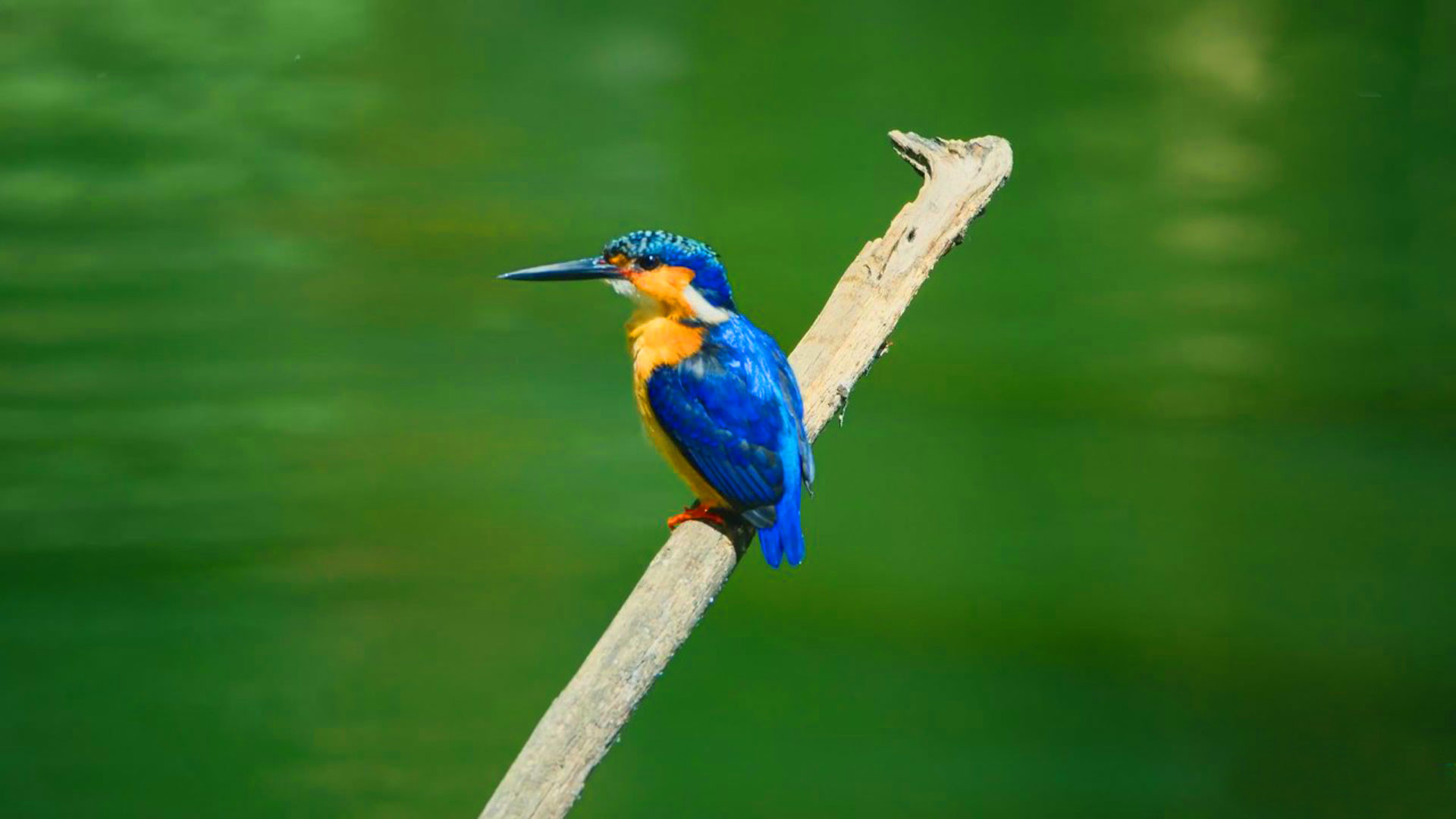 1920x1080 hd pics photos stunning attractive nature bird kingfisher new hd desktop  background wallpaper