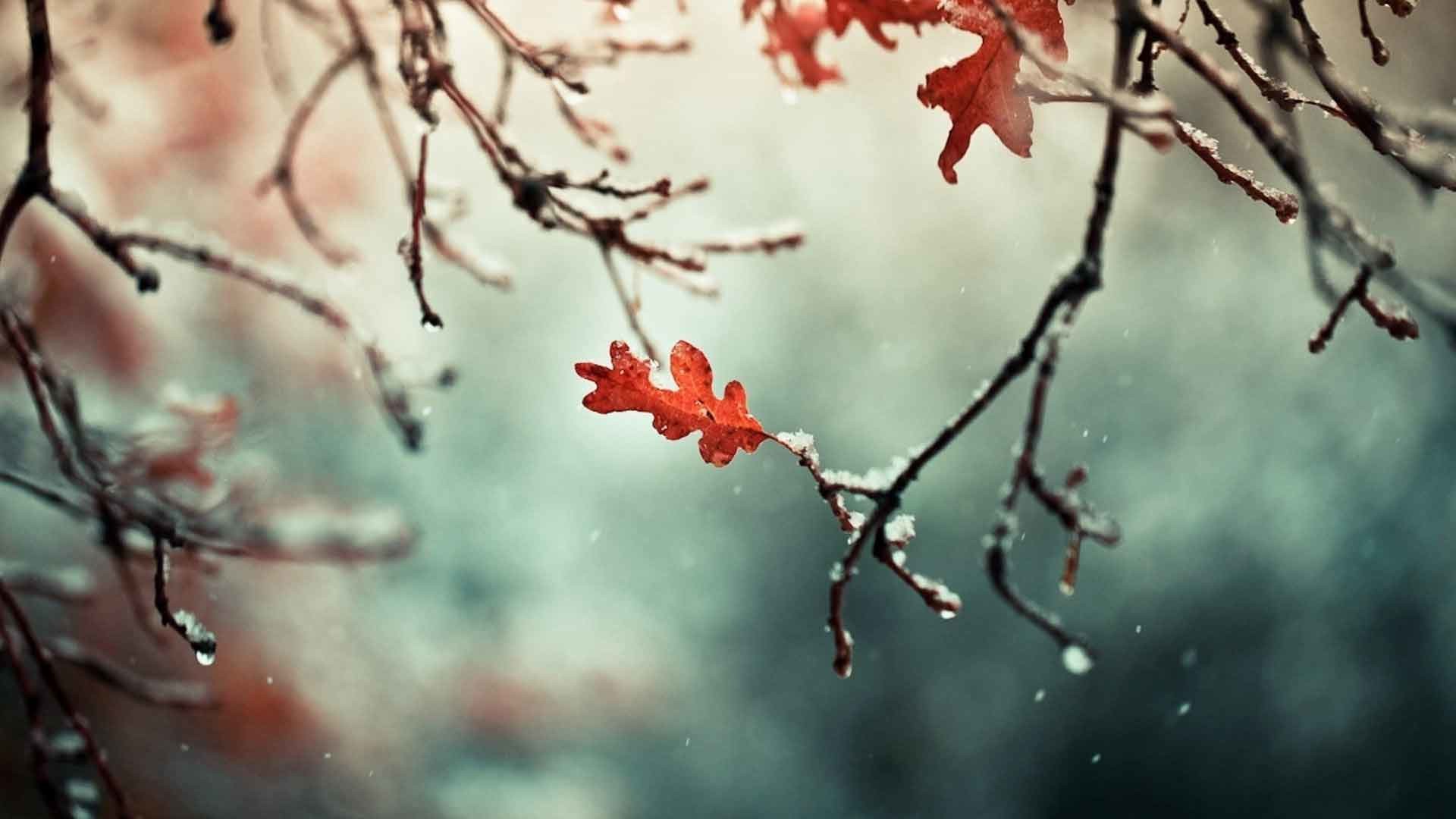 1920x1080 Leaves Landscape Snow Winter Nature Wallpaper For PC Desktop Free Download  HD
