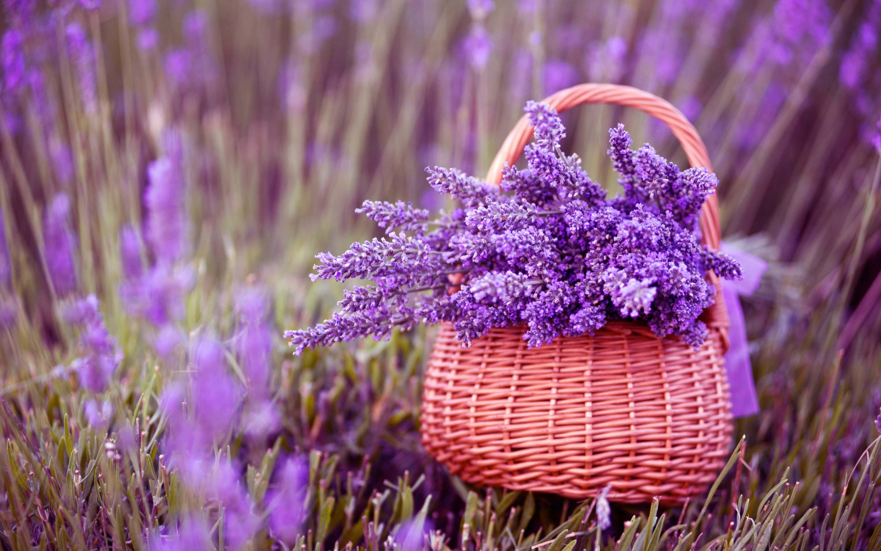 2880x1800 wallpaper.wiki-Lavender-Flower-Image-PIC-WPE003331