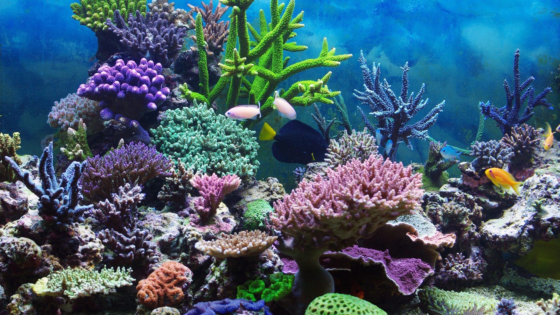 1920x1080 Coral Reefs: Underwater Reef Tropical Coral Ocean Wallpapers for HD .