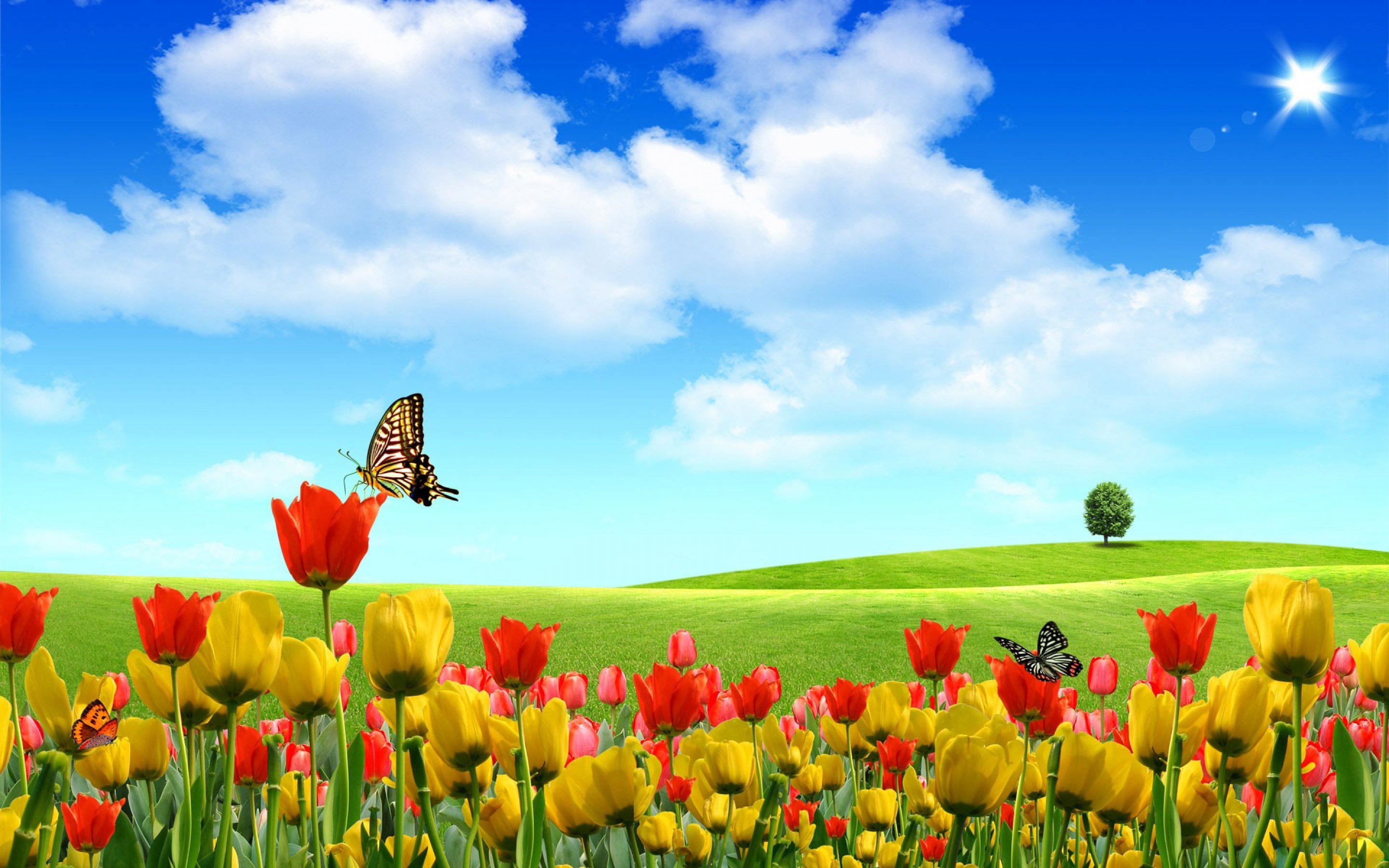 2880x1800 Beautiful Butterfly Flower Field - Download Wallpaper