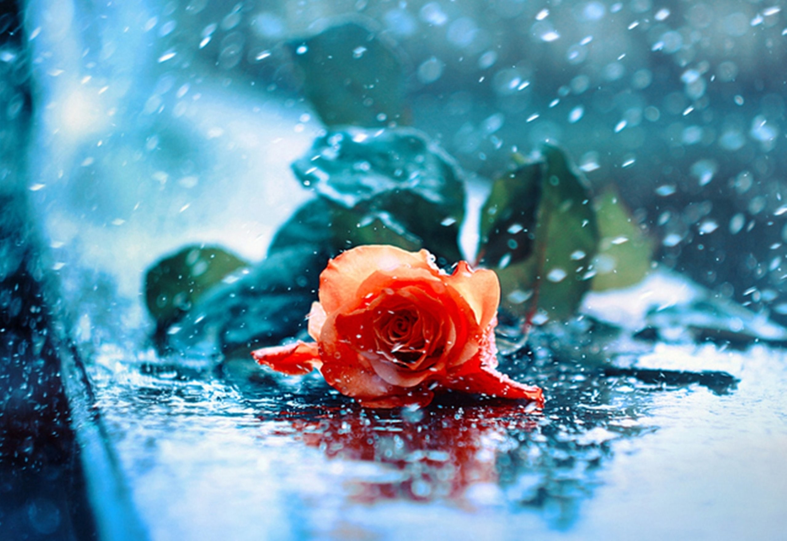 2560x1760 Water drops red red rose wet rose rose beauty beautiful rose wallpaper |   | 480087 | WallpaperUP