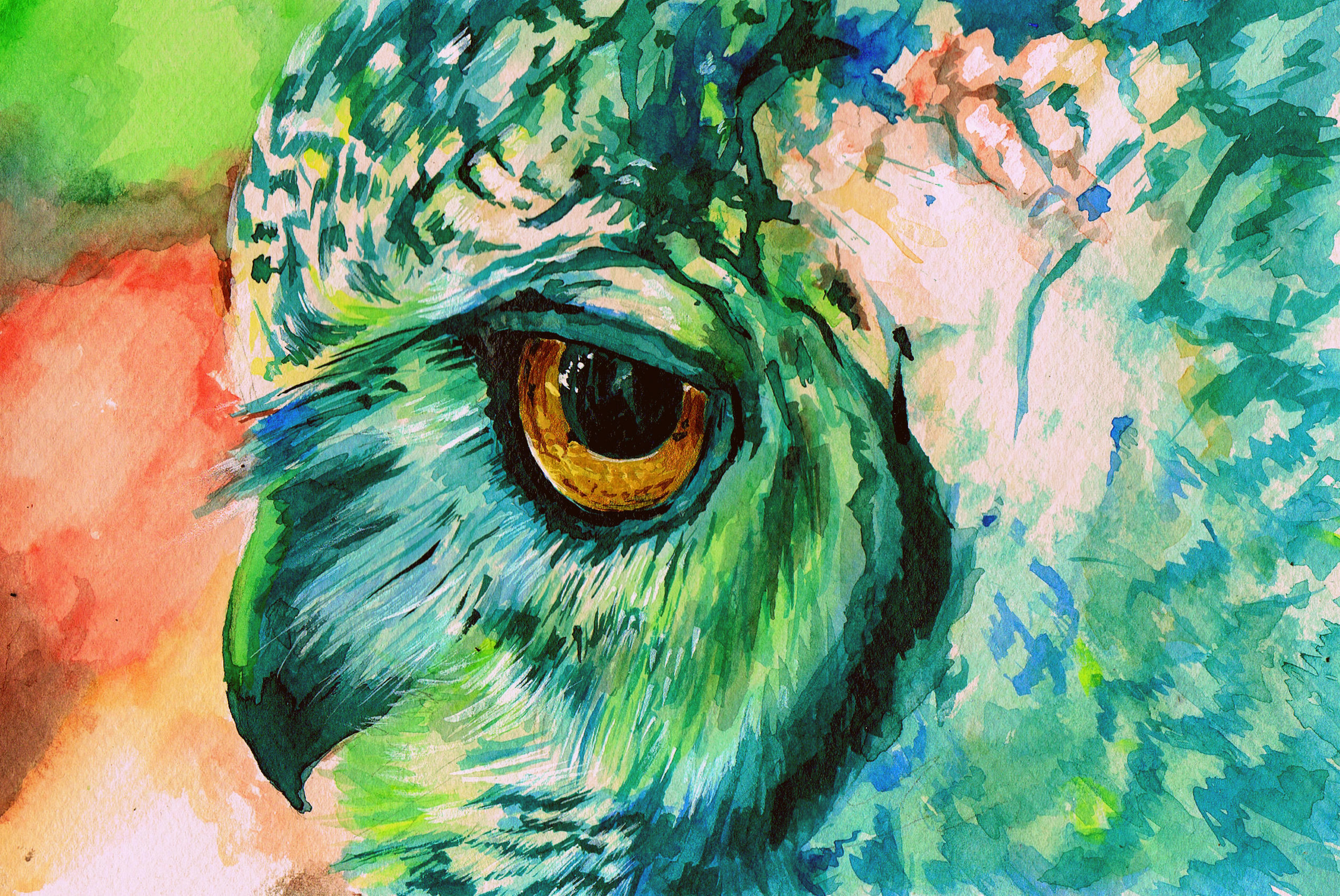 2544x1701 Animal - Owl Wallpaper