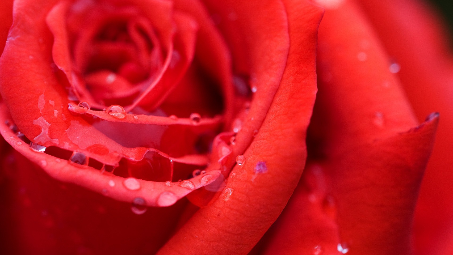 1920x1080 Red Rose Wallpaper Flowers Nature Wallpapers