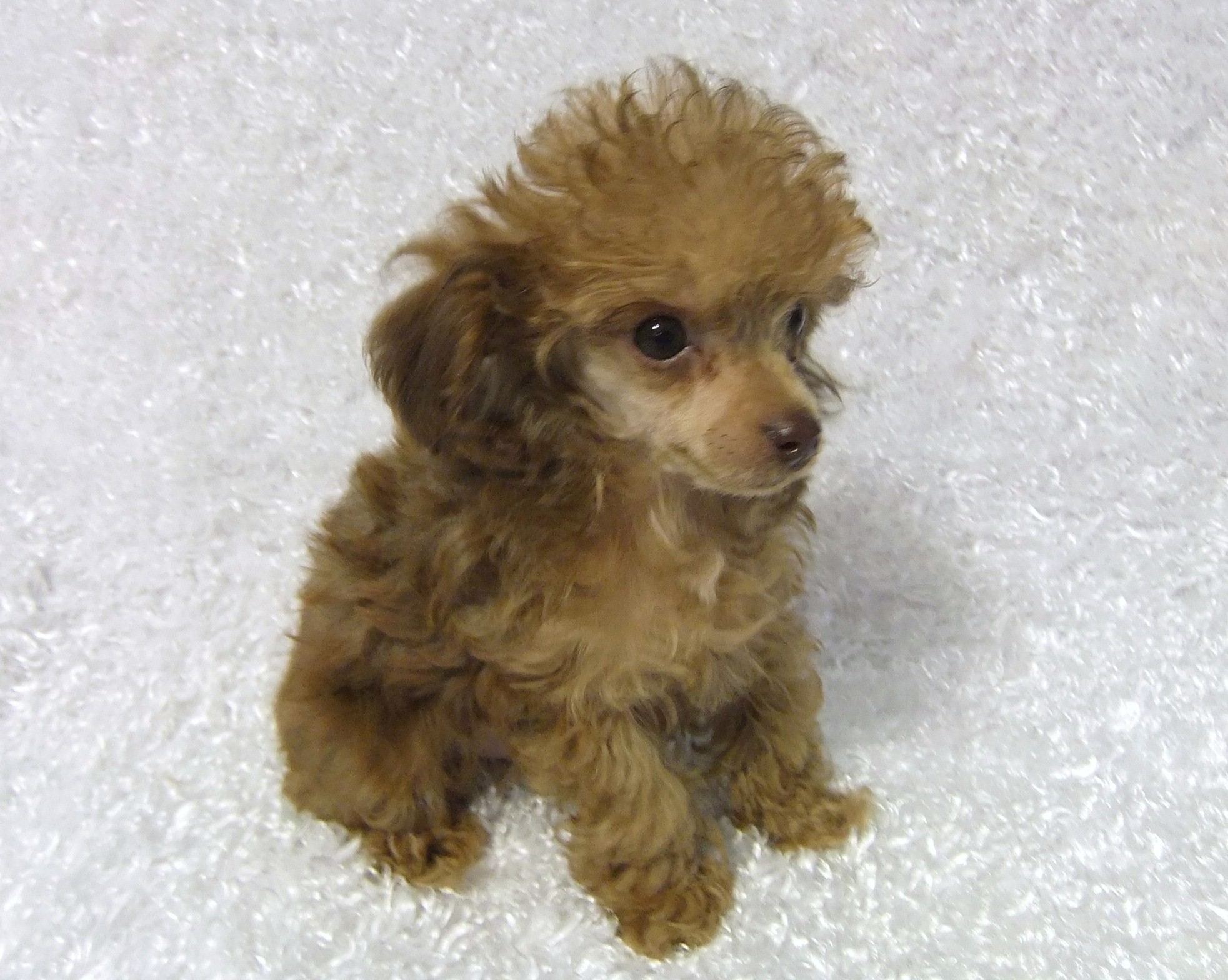 1965x1568 Ideas About Toy Poodle Puppies Poodles Wallpaper And Puppy Pictures Hd For  Computer