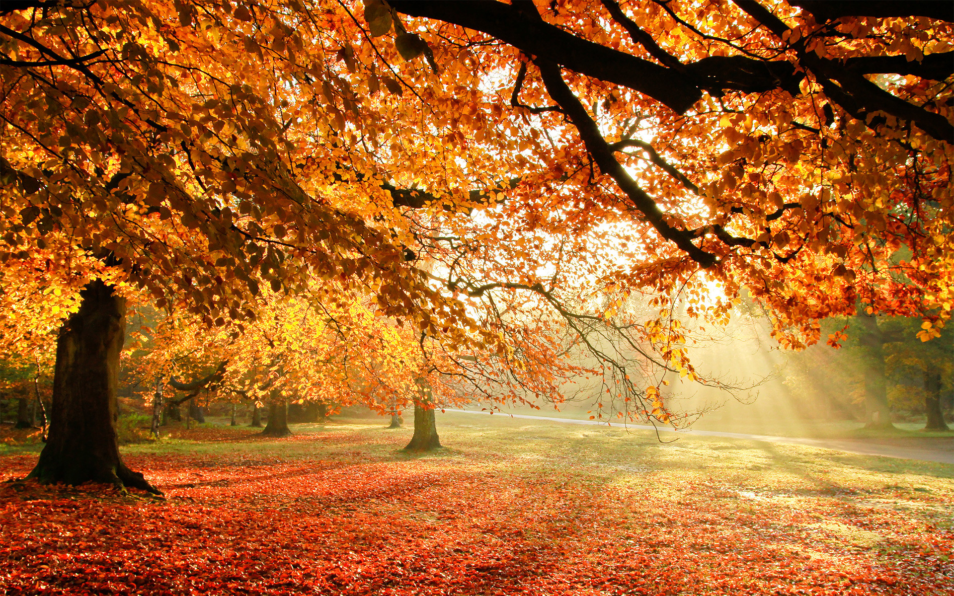 1920x1200 Autumn Trees Sun Light - Image #2248 - Licence: Free for Personal Use -