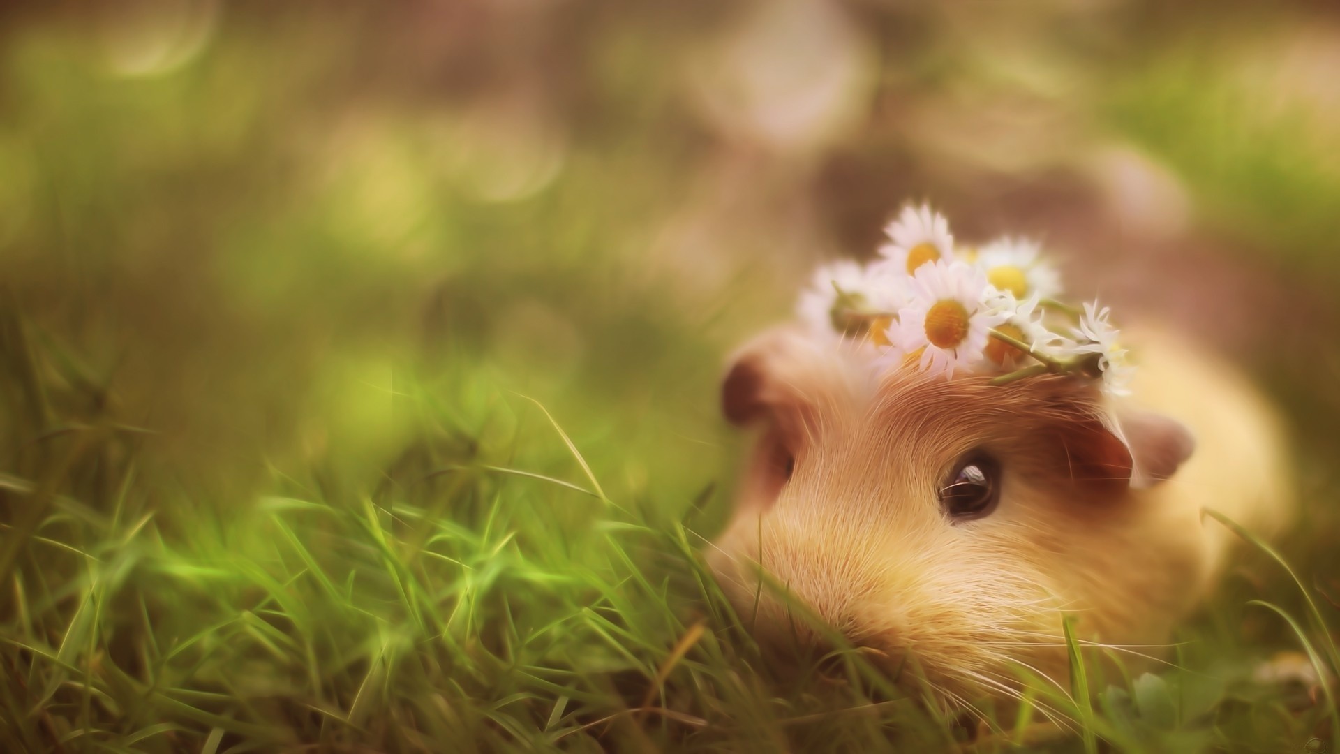 1920x1080 hamster, grass, daisy flower, cute, hide and seek, animal, desktop Â· bunny  rolling funny ...