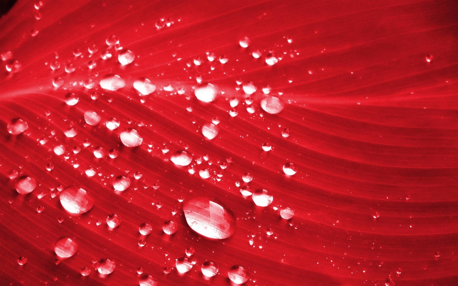 1920x1200  520 Water Drop Wallpapers | Water Drop Backgrounds Page 15