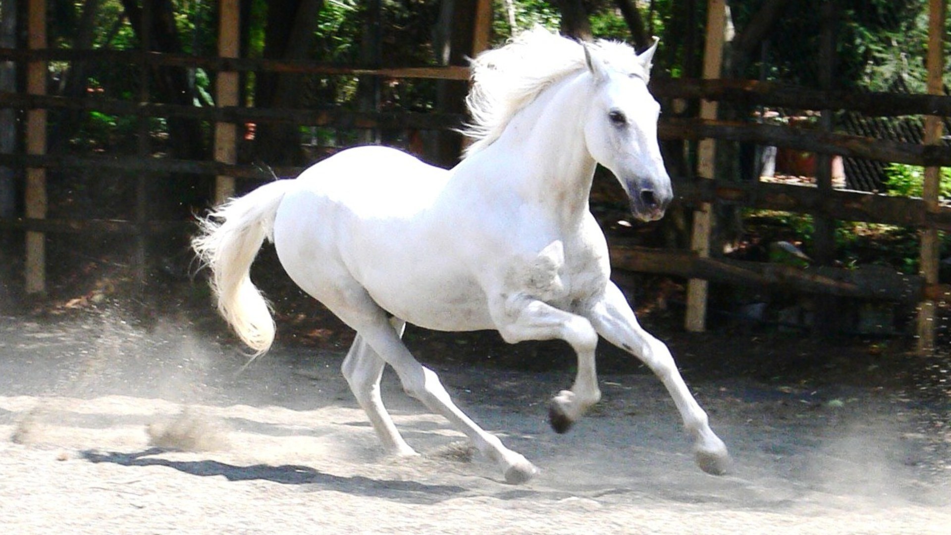 1920x1080 White Horses