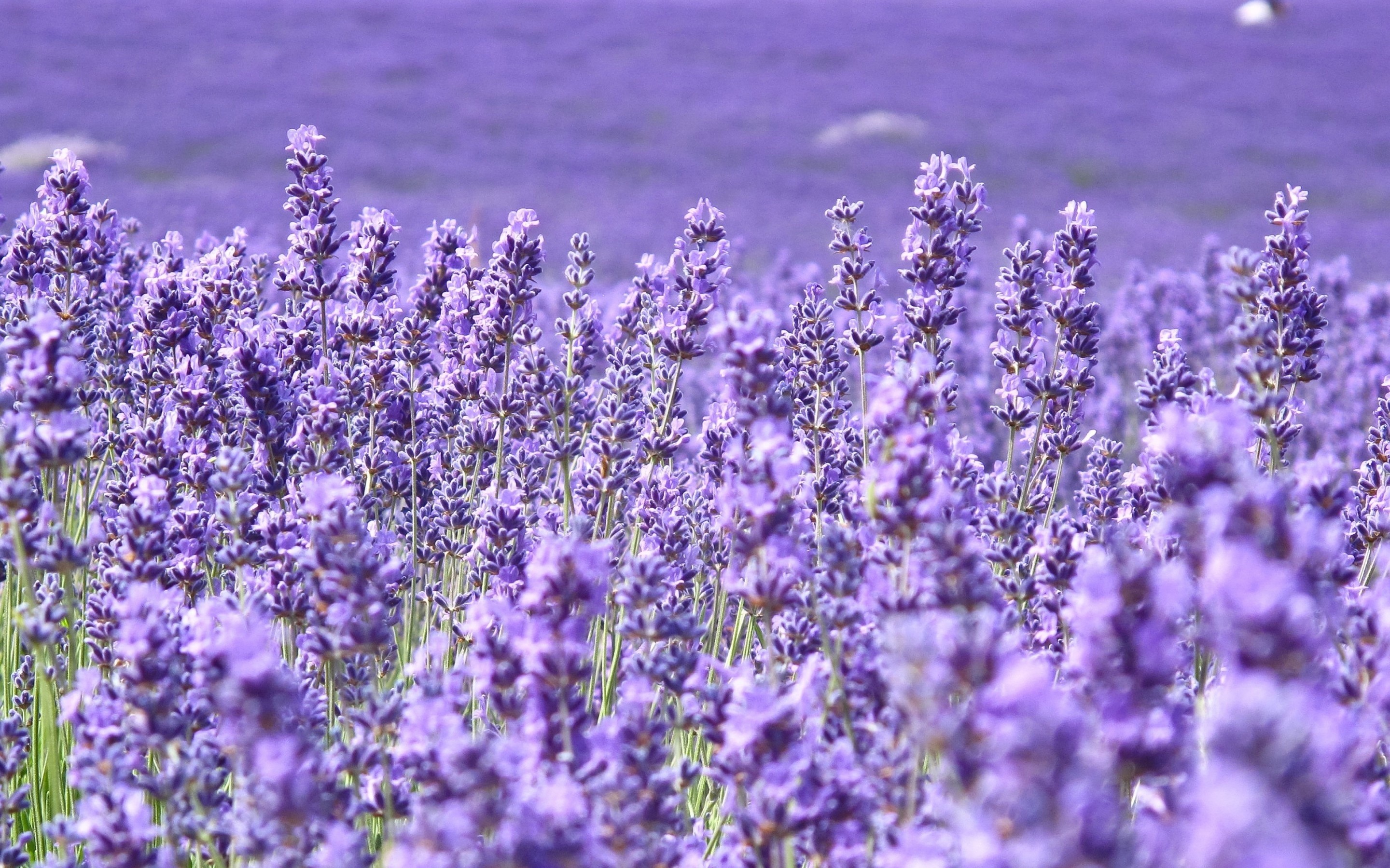2880x1800 Field Of Purple Flowers Wallpaper