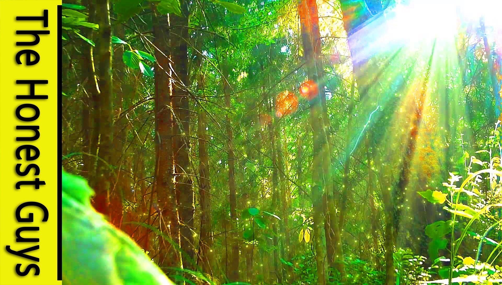 1920x1090 3 HOURS of Nature Sounds Sleep Meditation "Windy Enchanted Forest" - No  Music - YouTube