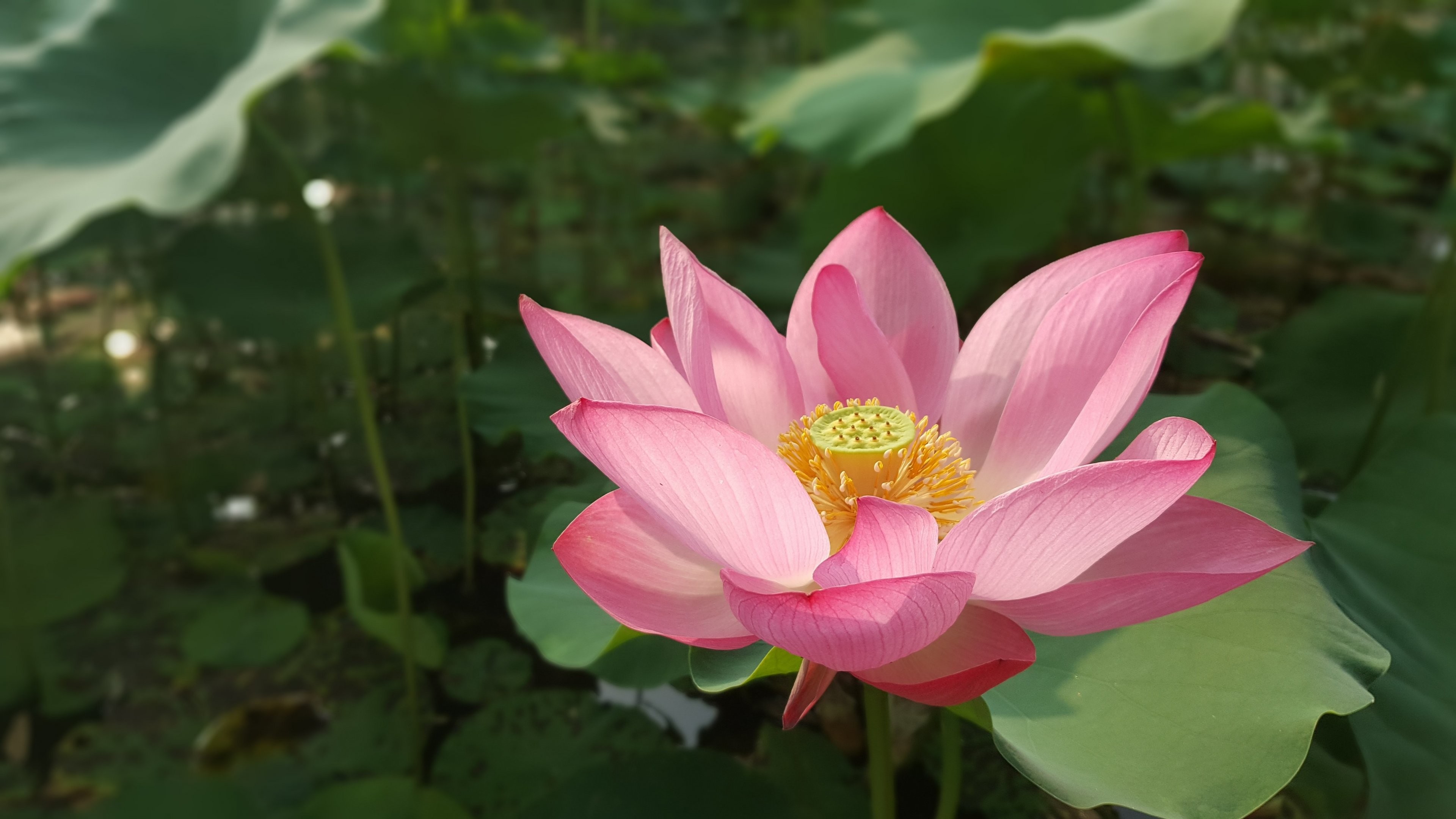 3840x2160 Lotus Flower
