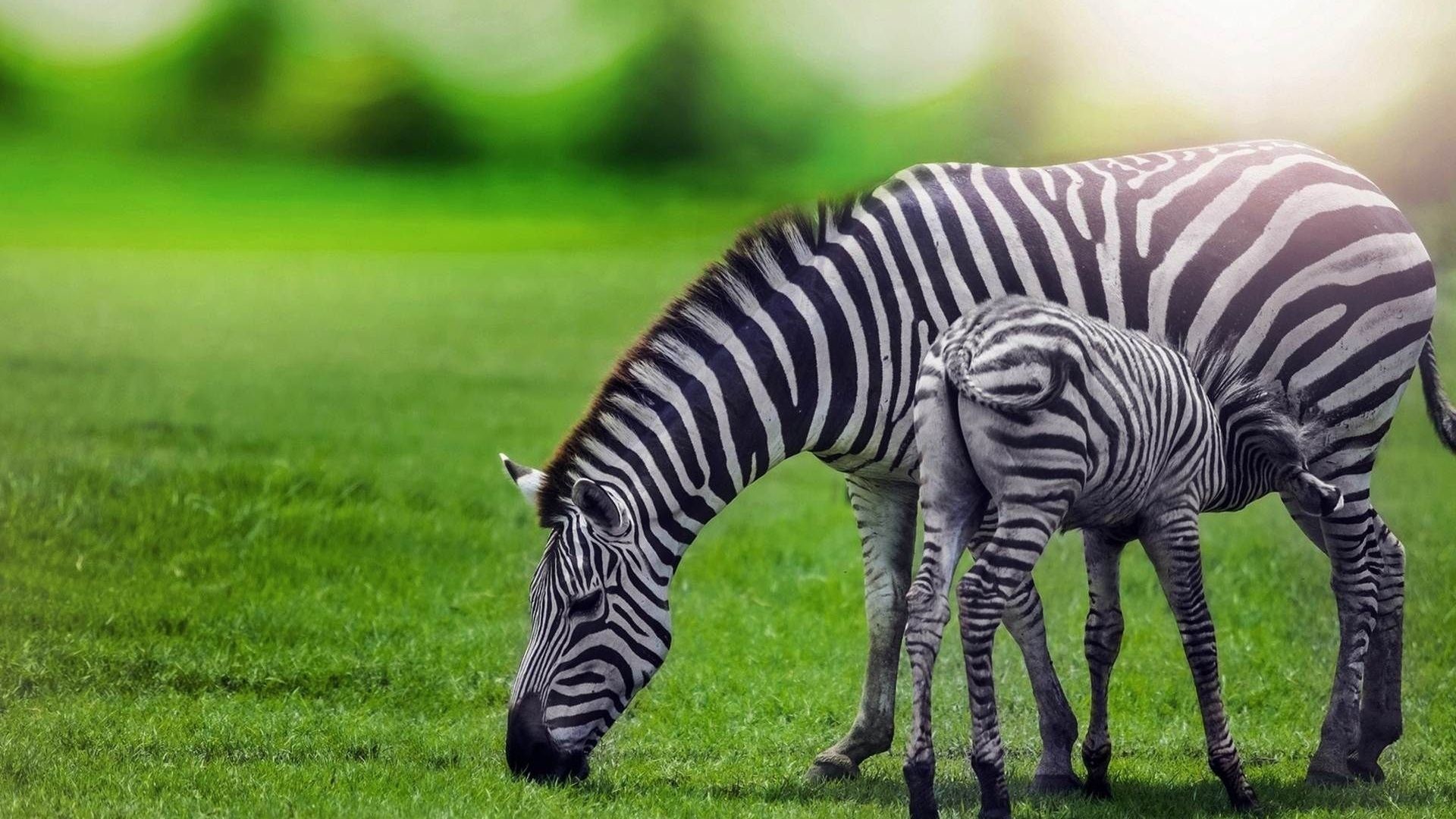 baby zebra wallpaper