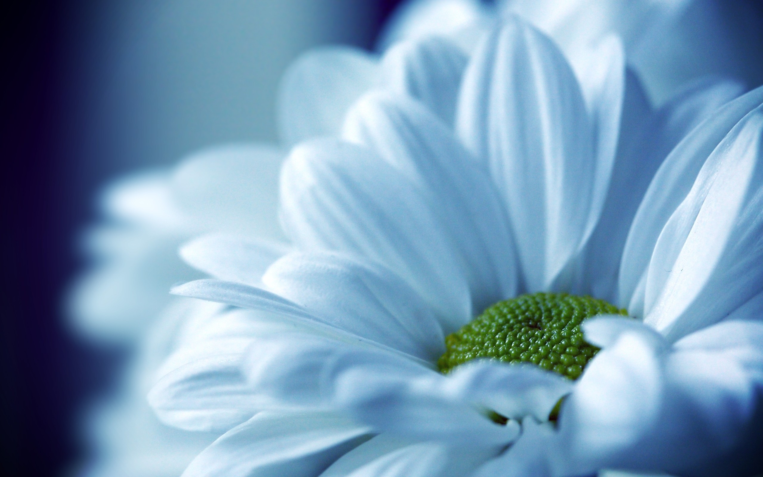 2560x1600 Find out: Beautiful White Flower Petals wallpaper on http://hdpicorner.com