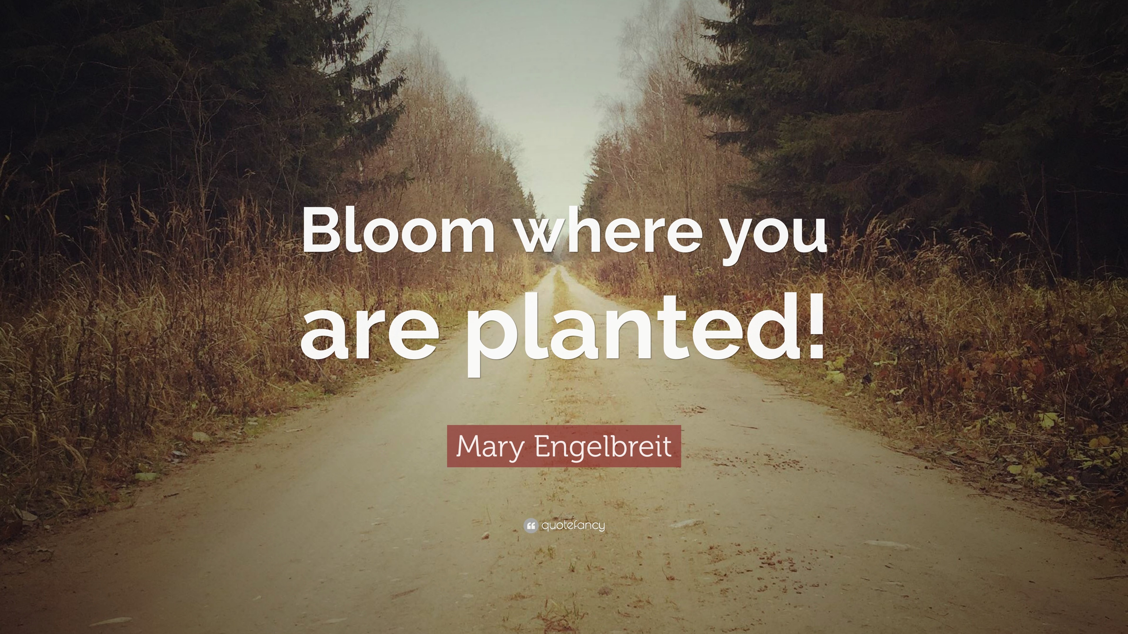 3840x2160 Mary Engelbreit Quote: “Bloom where you are planted!”