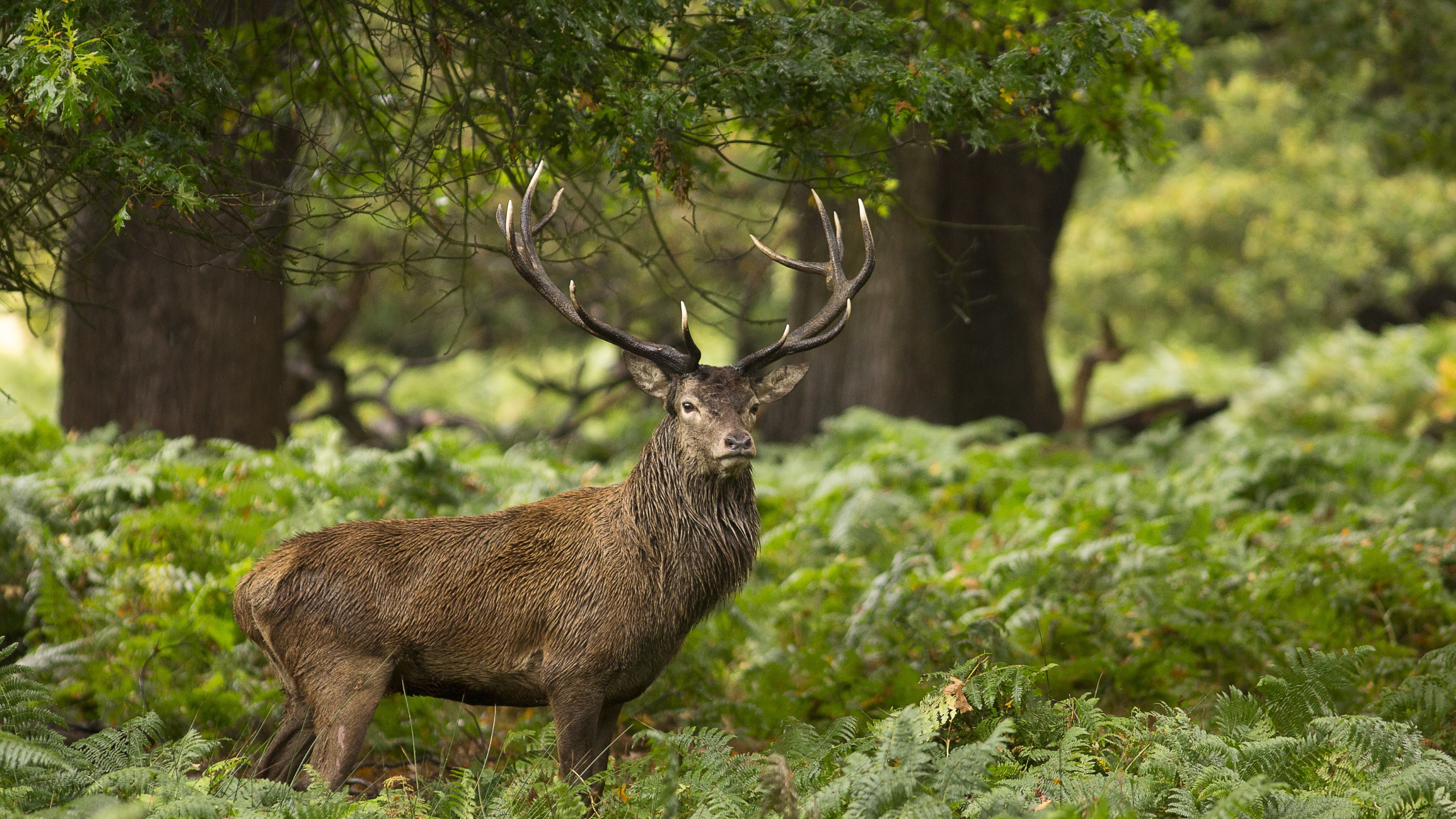 3840x2160 Forest Animals Wild Stag Deer uhd wallpapers - Ultra High .