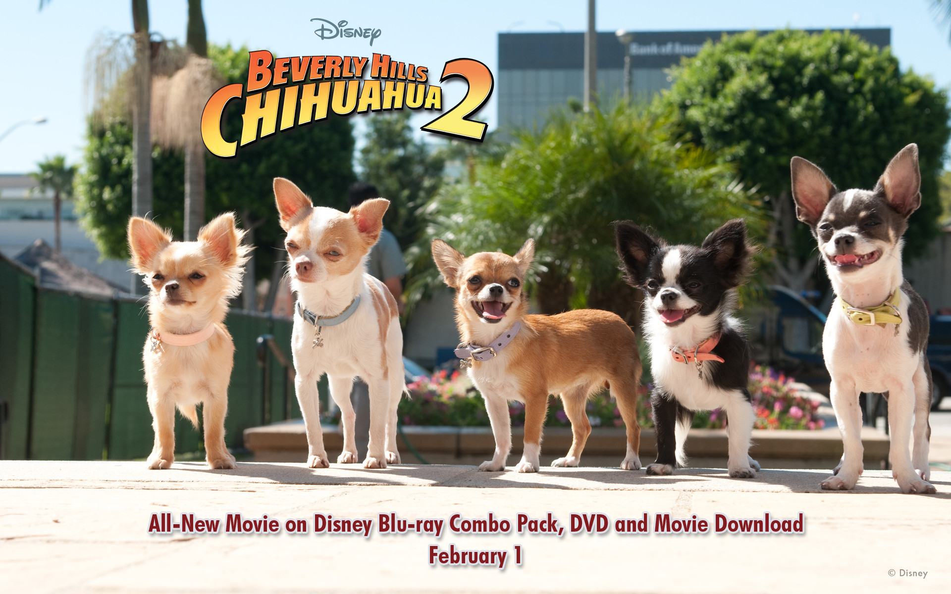 1920x1200 Beverly Hills Chihuahua Wallpapers | Desktop Wallpapers