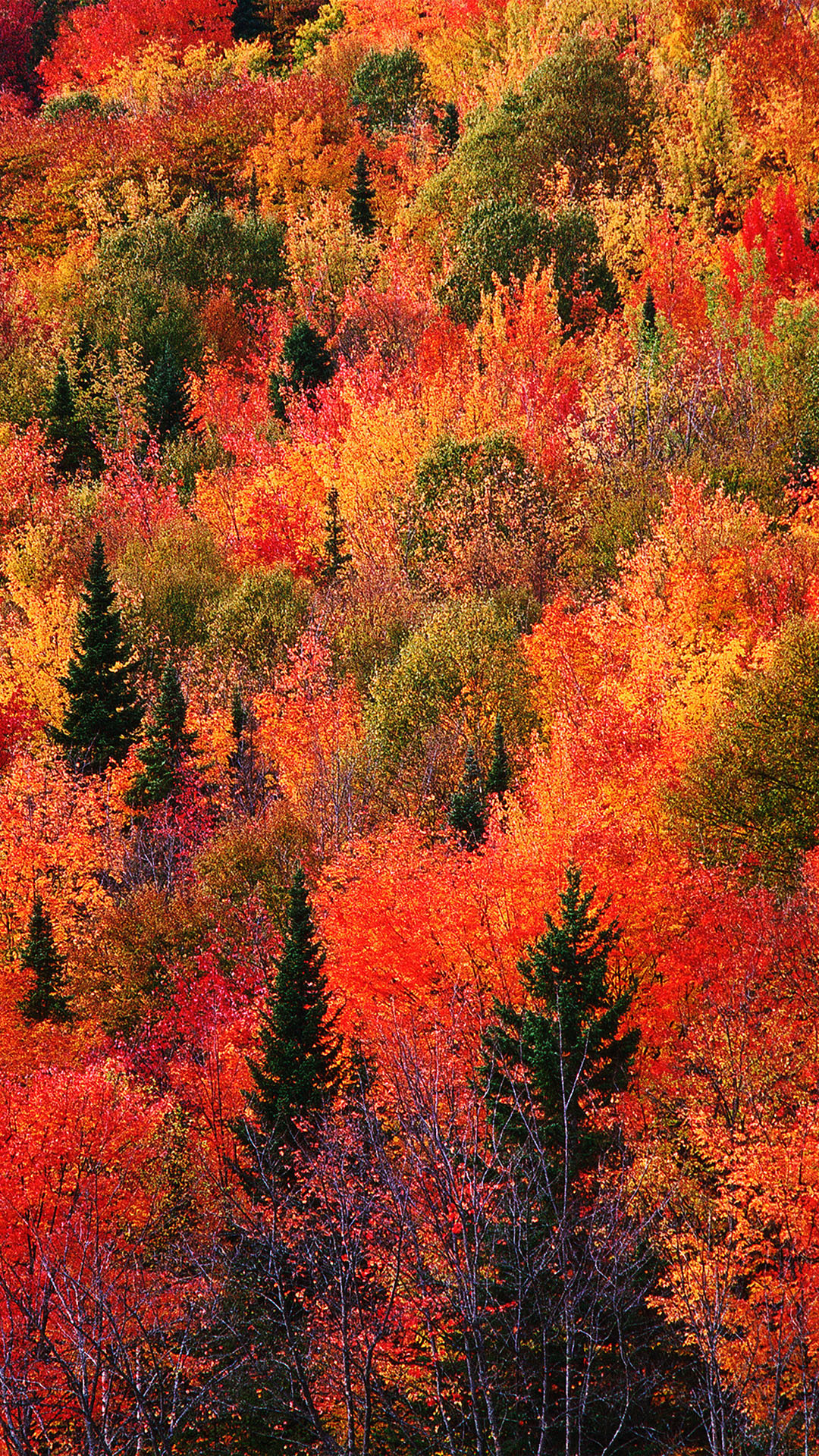 1080x1920 Fall with full of trees wallpaper for iPhone