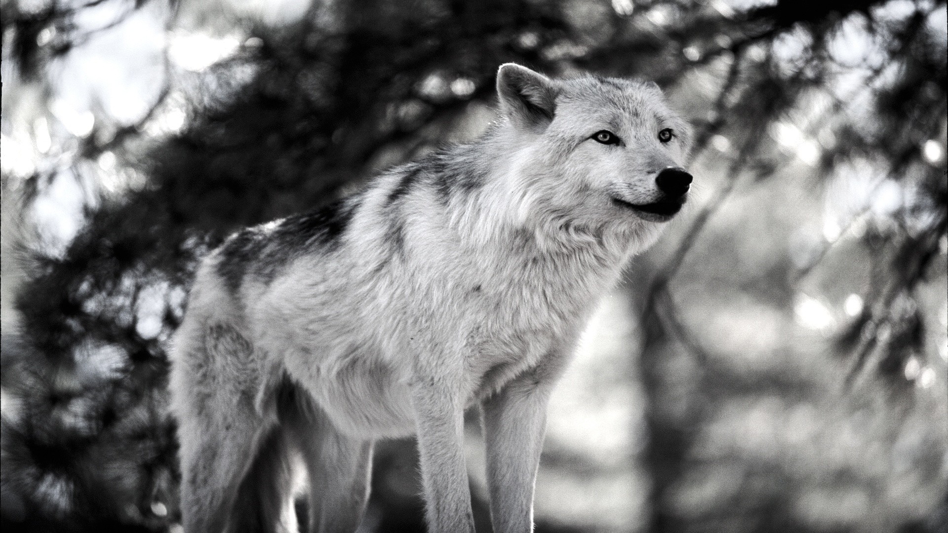 1920x1080 Black And White Wolf HD Wallpaper 27 - 1920 X 1080