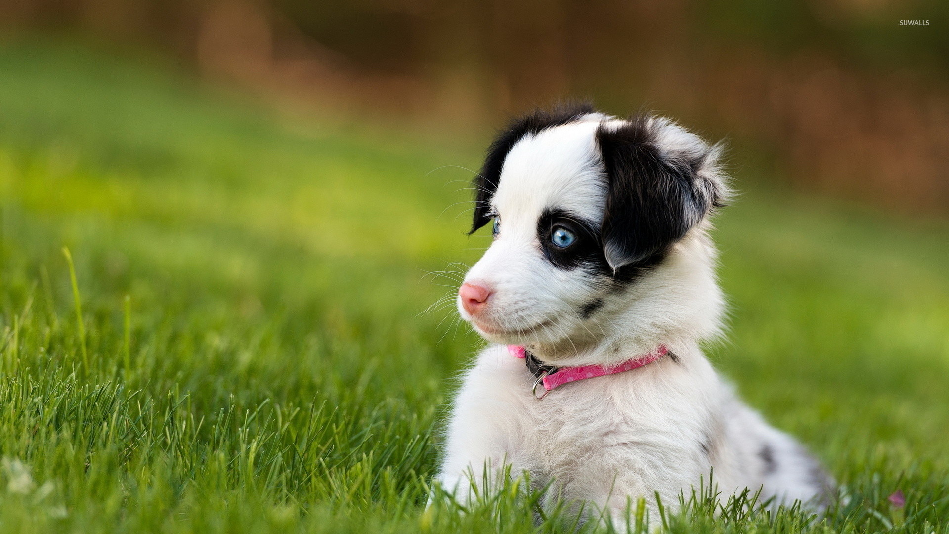1920x1080 Cute puppy with beautiful blue eyes wallpaper  jpg