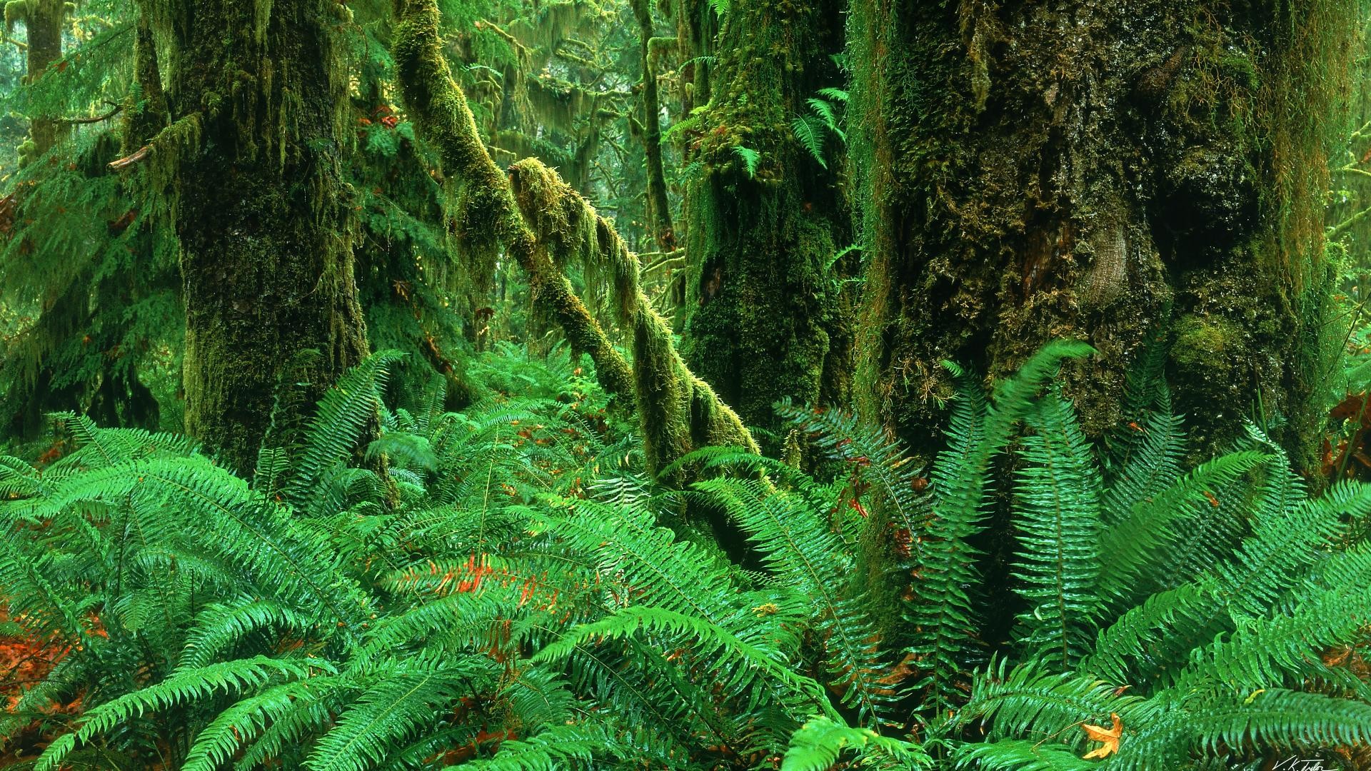 1920x1080 Download Background - Hoh Rainforest, Olympic National Park, Washington -  Free Cool Backgrounds and Wallpapers for your Desktop Or Laptop.
