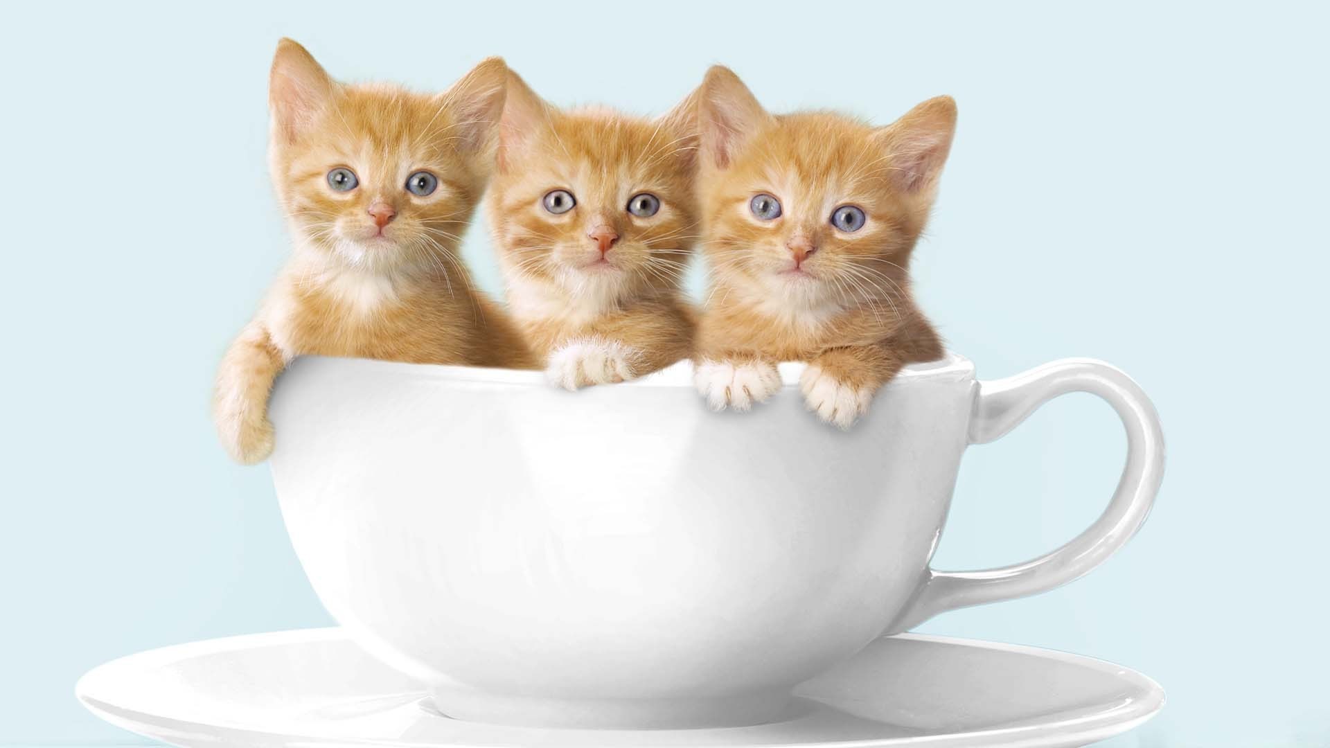 1920x1080 ... Awesome Three Beautiful Cats In A Cup Of Coffee 4K Wallpaper