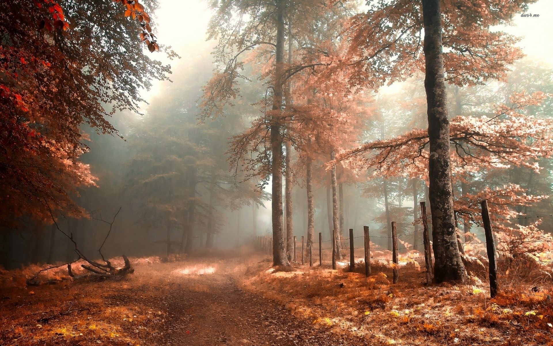 1920x1200 Huge Autumn Forest wallpapers (30 Wallpapers)