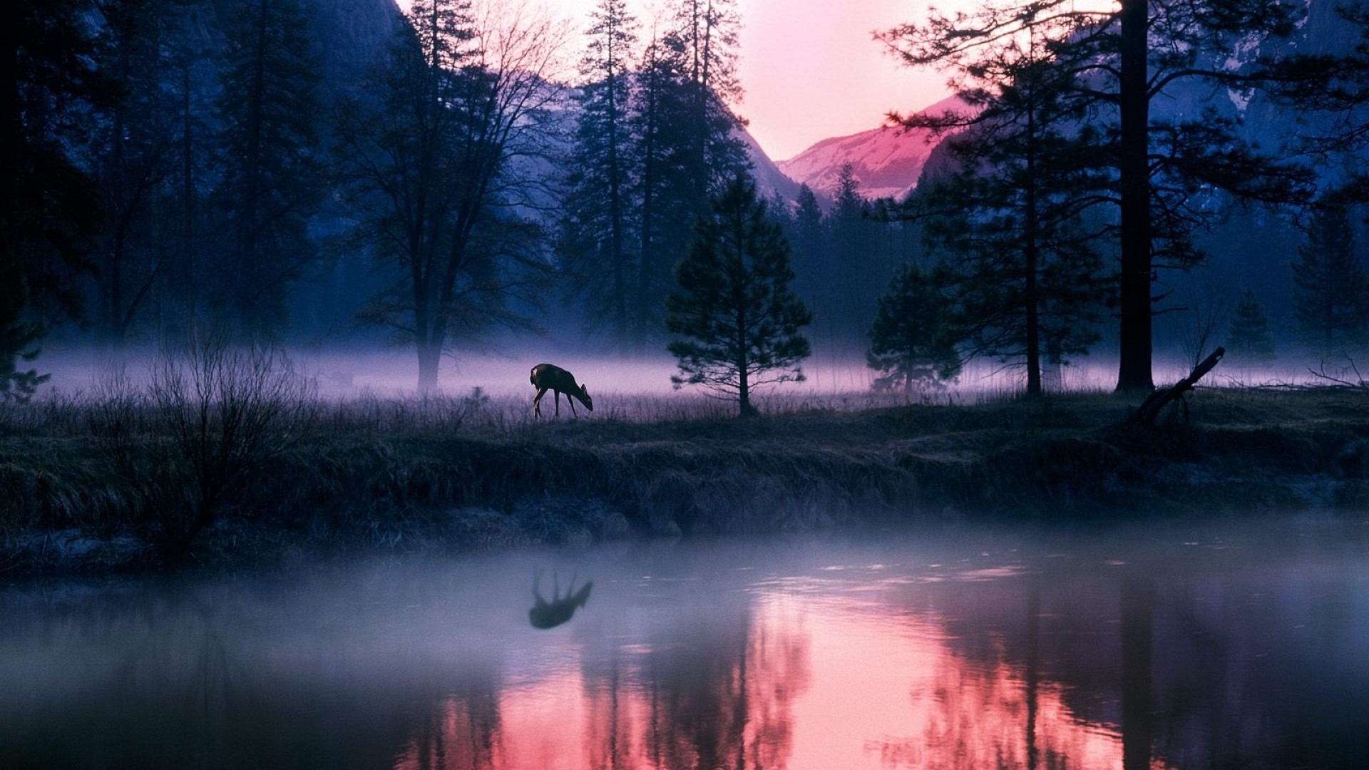 1920x1080 Preview wallpaper morning, elk, fog, lake, trees 